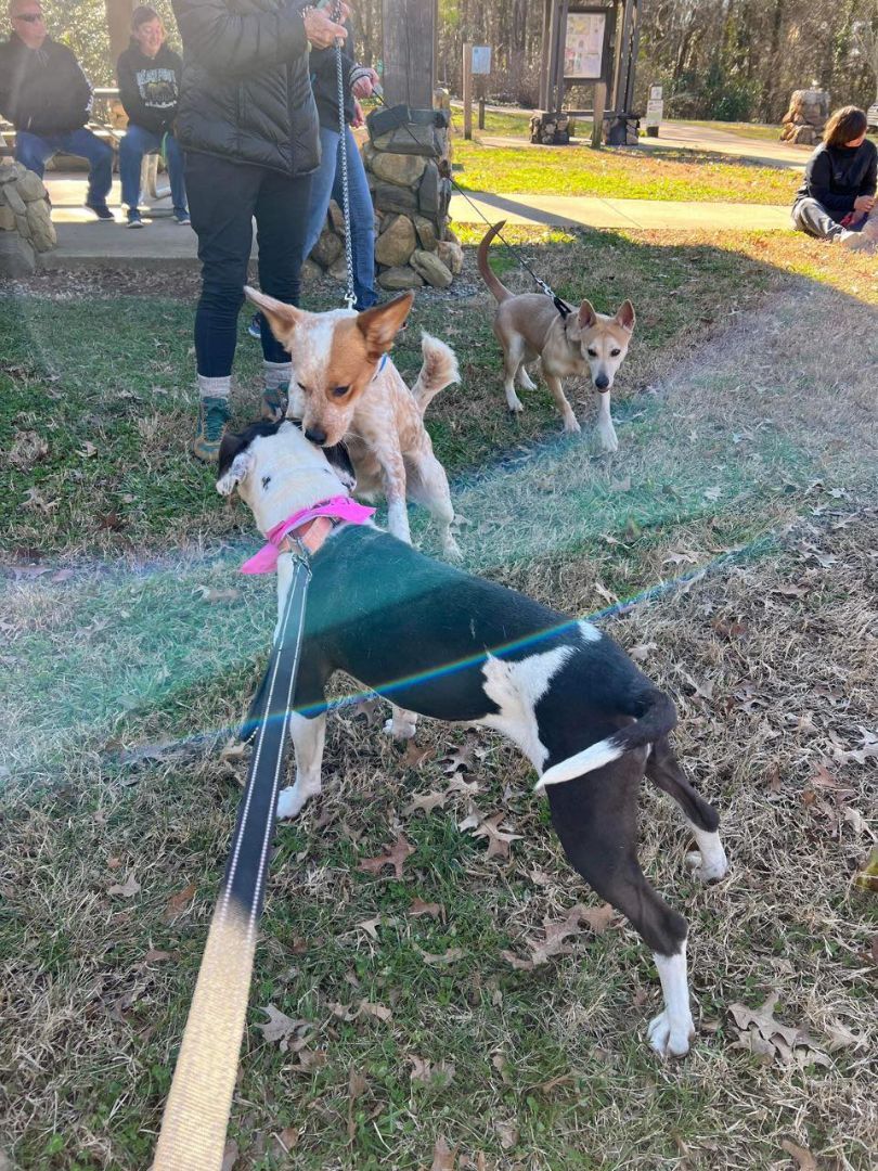 GiGi, Adoptable, Adult Female Pit Bull Terrier.