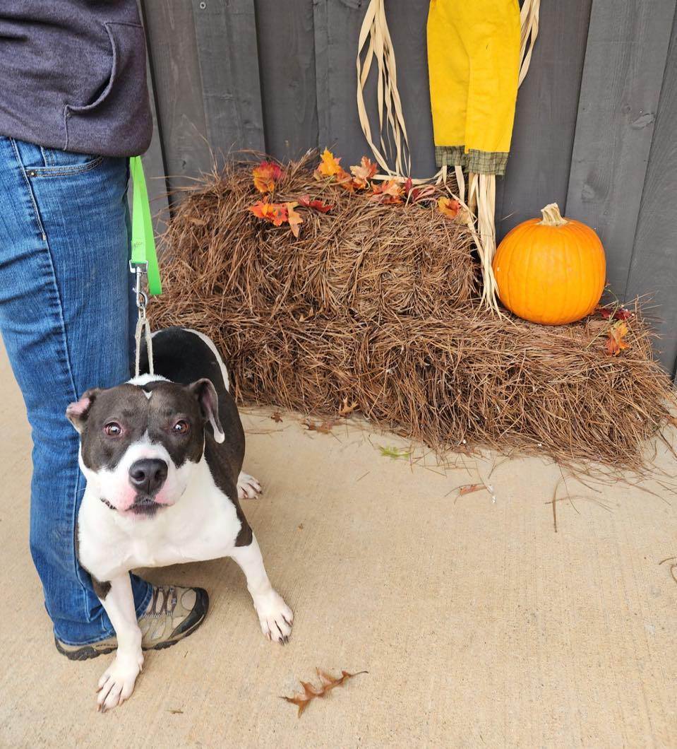 GiGi, a Adoptable mixed breed in Shelby, NC image 2/9