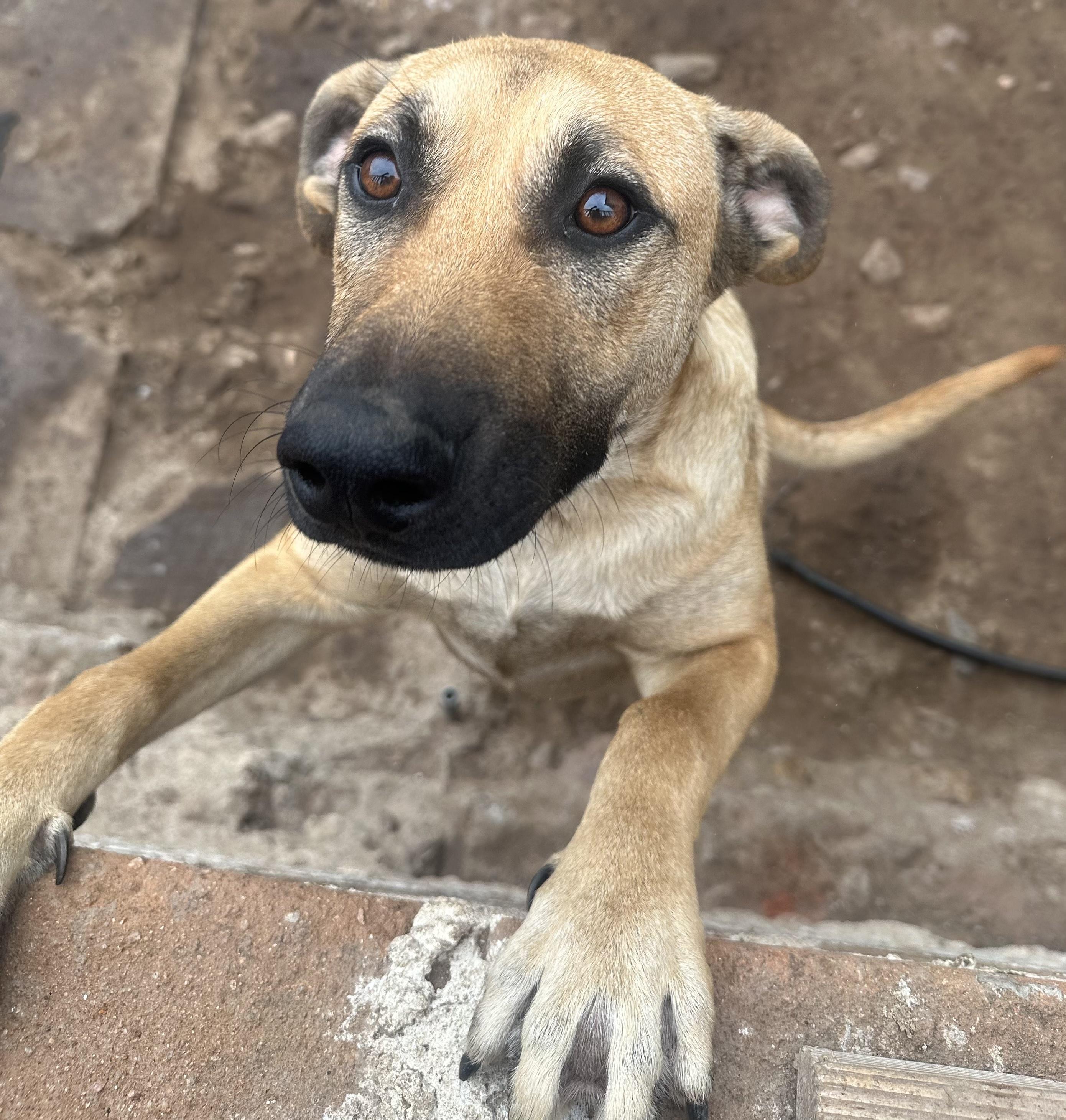 Enlarge Toby loves kids cats dogs, a ADOPTABLE mixed breed in Toluca Lake, CA image 4/4