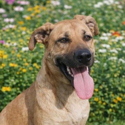 Toby loves kids cats dogs, ADOPTABLE, Young Male Labrador Retriever & Black Mouth Cur.