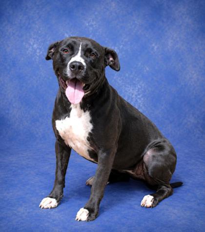 Enlarge Torrie, a Adoptable mixed breed in Taylorsville, NC image 1/3