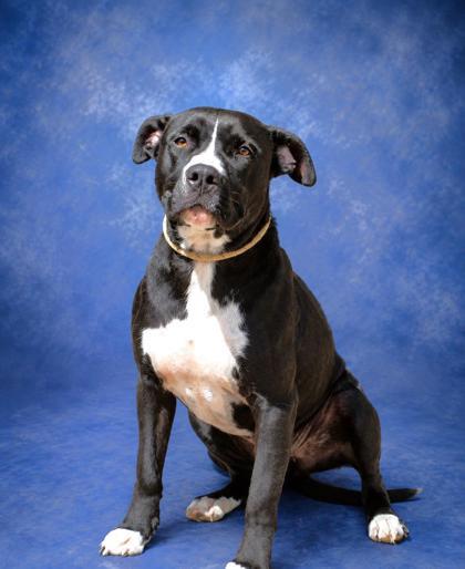 Enlarge Torrie, a Adoptable mixed breed in Taylorsville, NC image 2/3