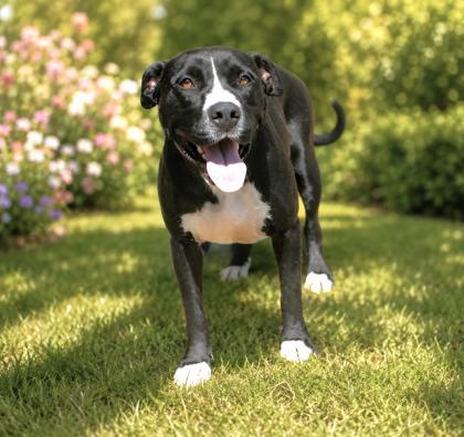 Enlarge Torrie, a Adoptable mixed breed in Taylorsville, NC image 3/3