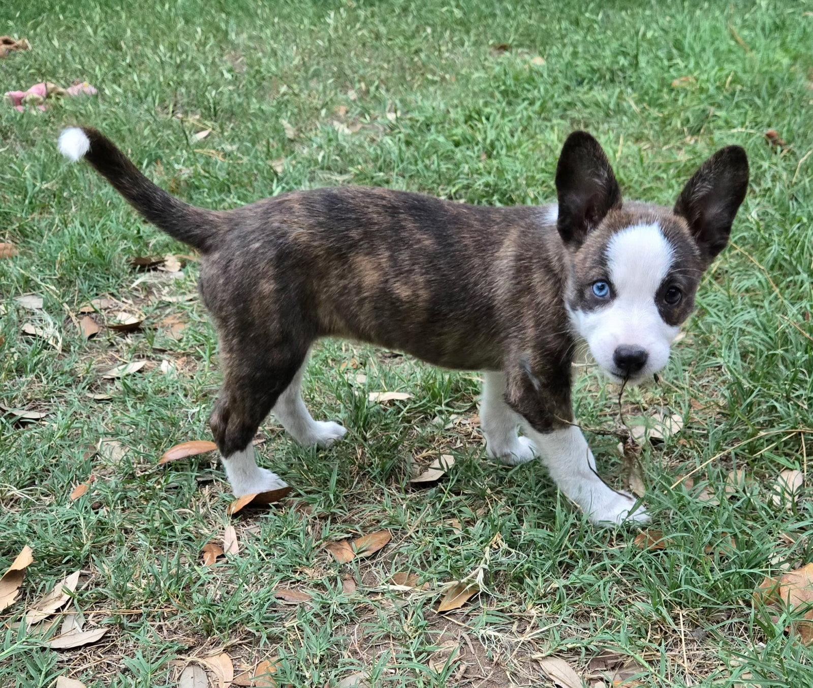 April, Adopted, Young Female Corgi & Husky.