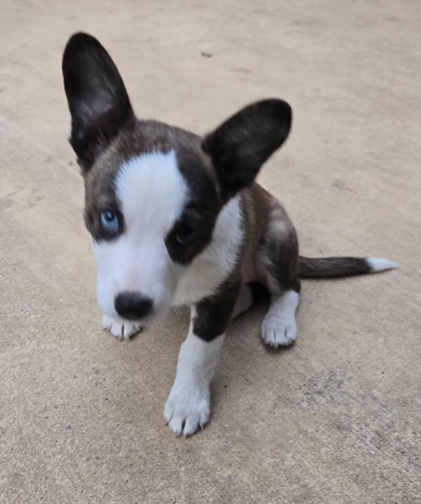 Enlarge April, a Adopted mixed breed in Helotes, TX image 2/3