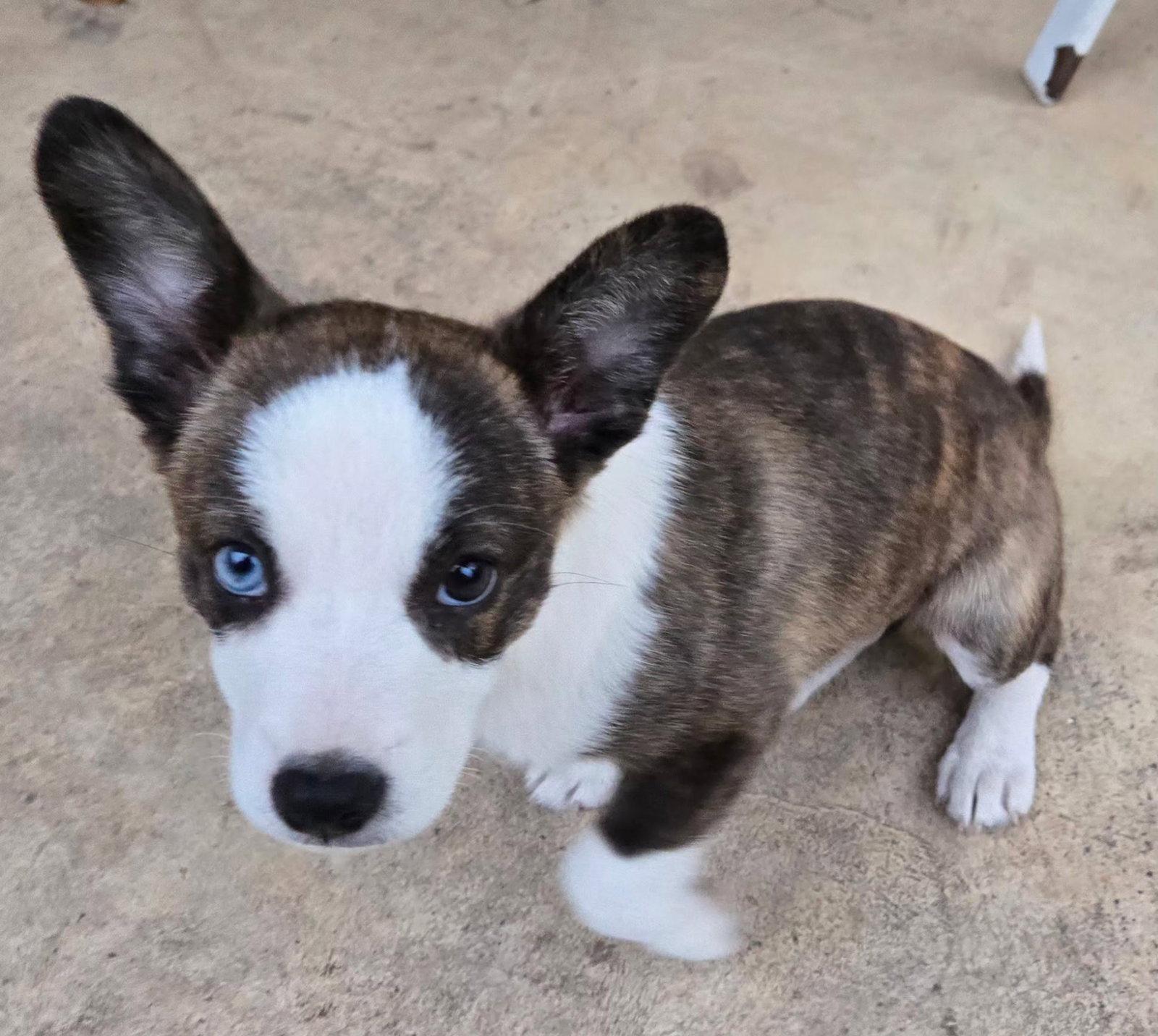 Enlarge April, a Adopted mixed breed in Helotes, TX image 3/3