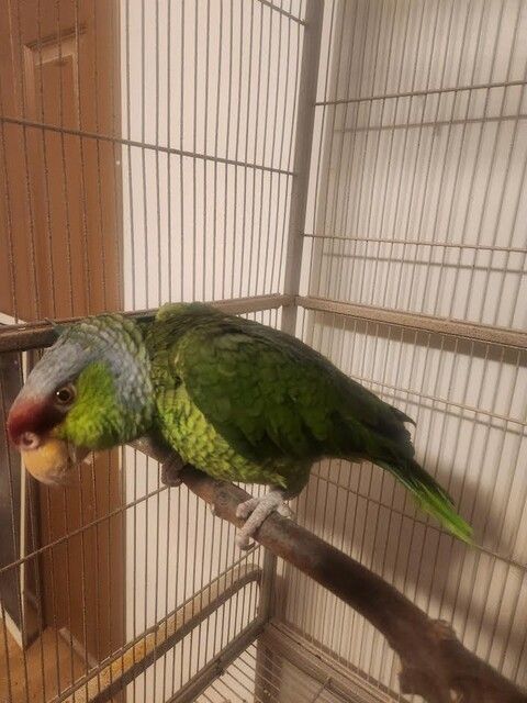 Enlarge Kiko, a Adoptable Amazon in Salt Lake City, UT image 1/1