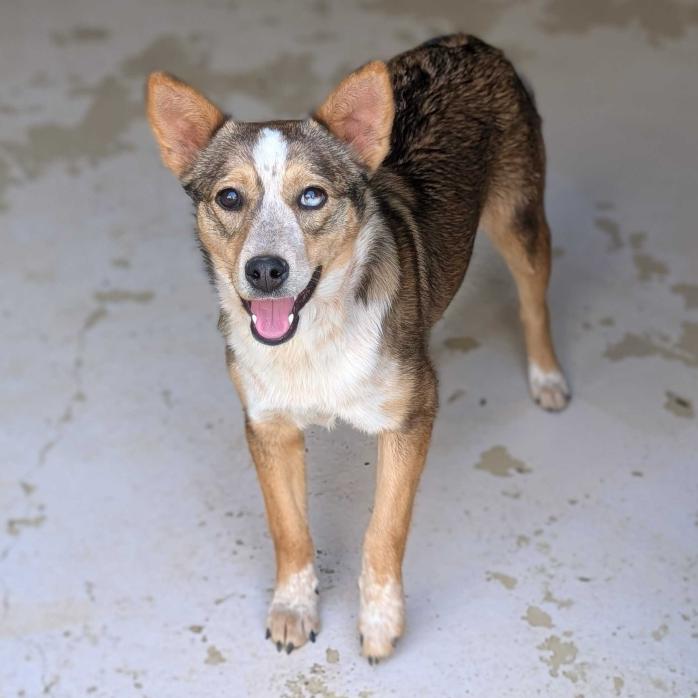 Rainie, Adoptable, Young Female Mixed Breed.