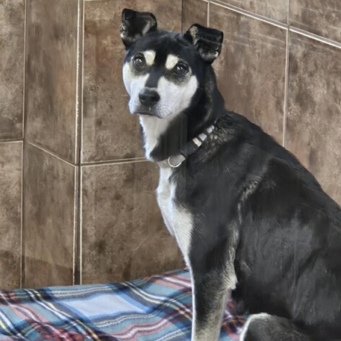 Roxy, a Adoptable mixed breed in Heber Springs, AR image 2/2