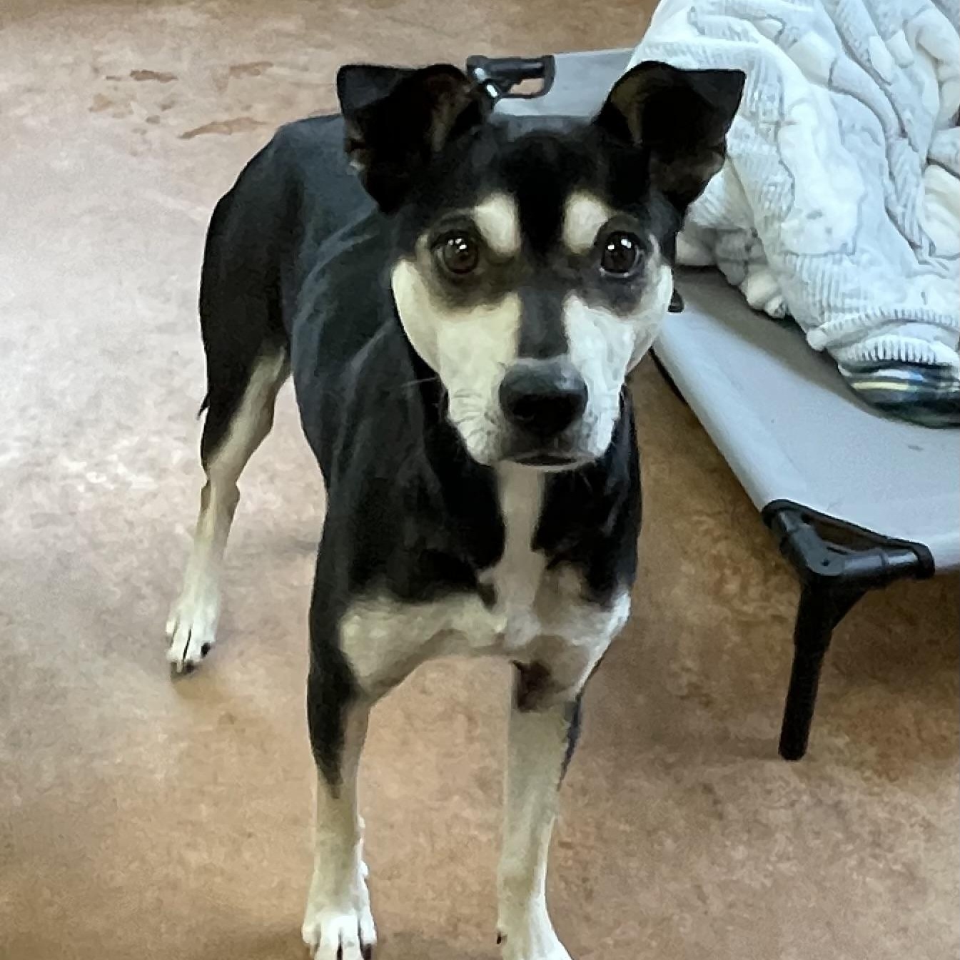 Roxy, Adoptable, Young Female Husky & Shepherd.