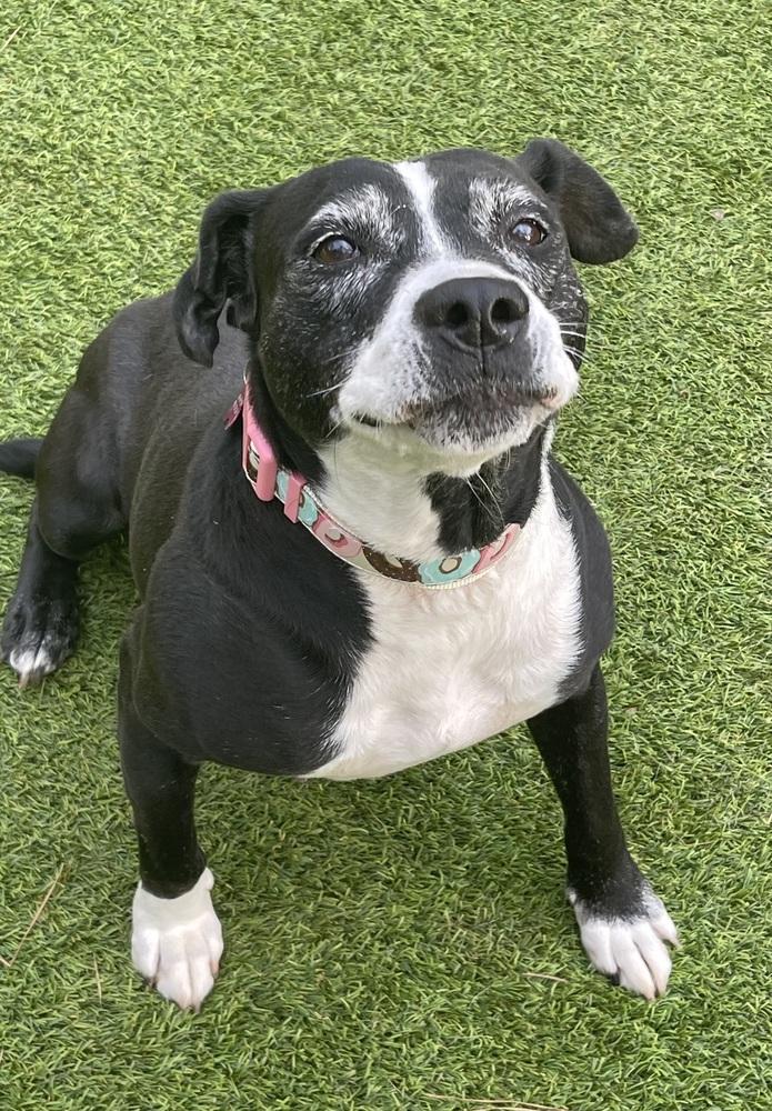 Panda, Adoptable, Adult Female Mixed Breed.