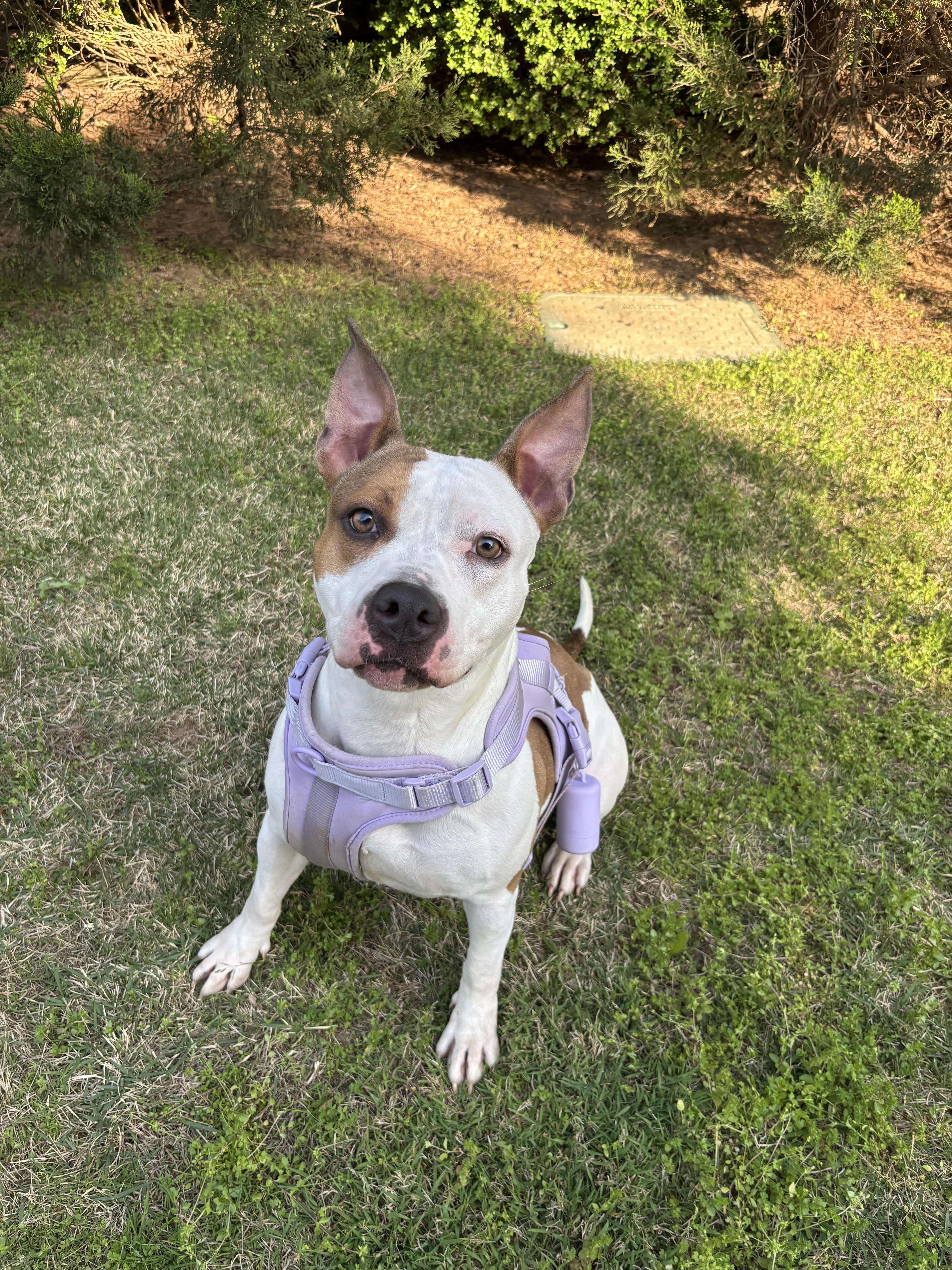 Enlarge Bridget, a Adoptable mixed breed in Cumming, GA image 5/5