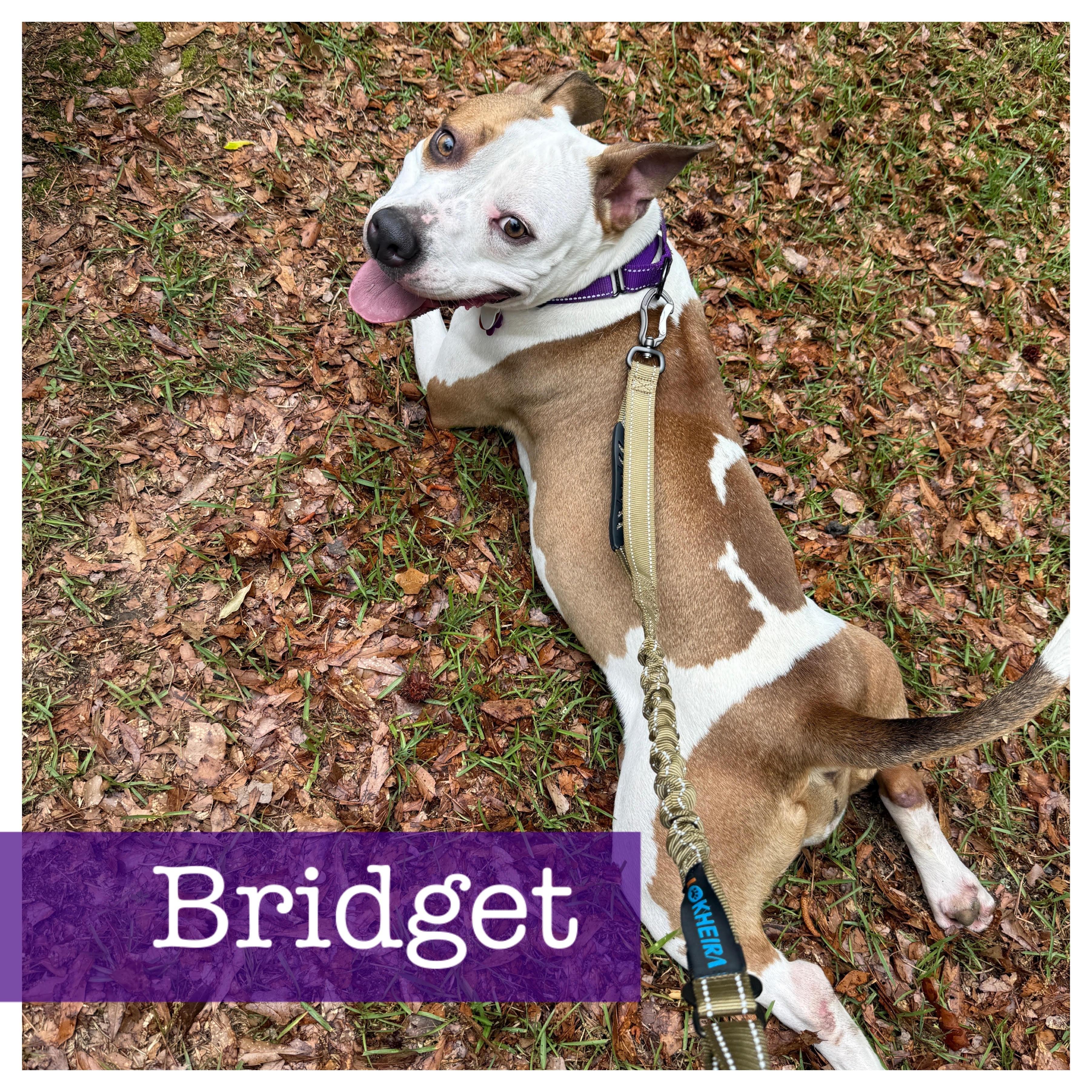 Bridget, Adoptable, Young Female American Staffordshire Terrier & Boxer.
