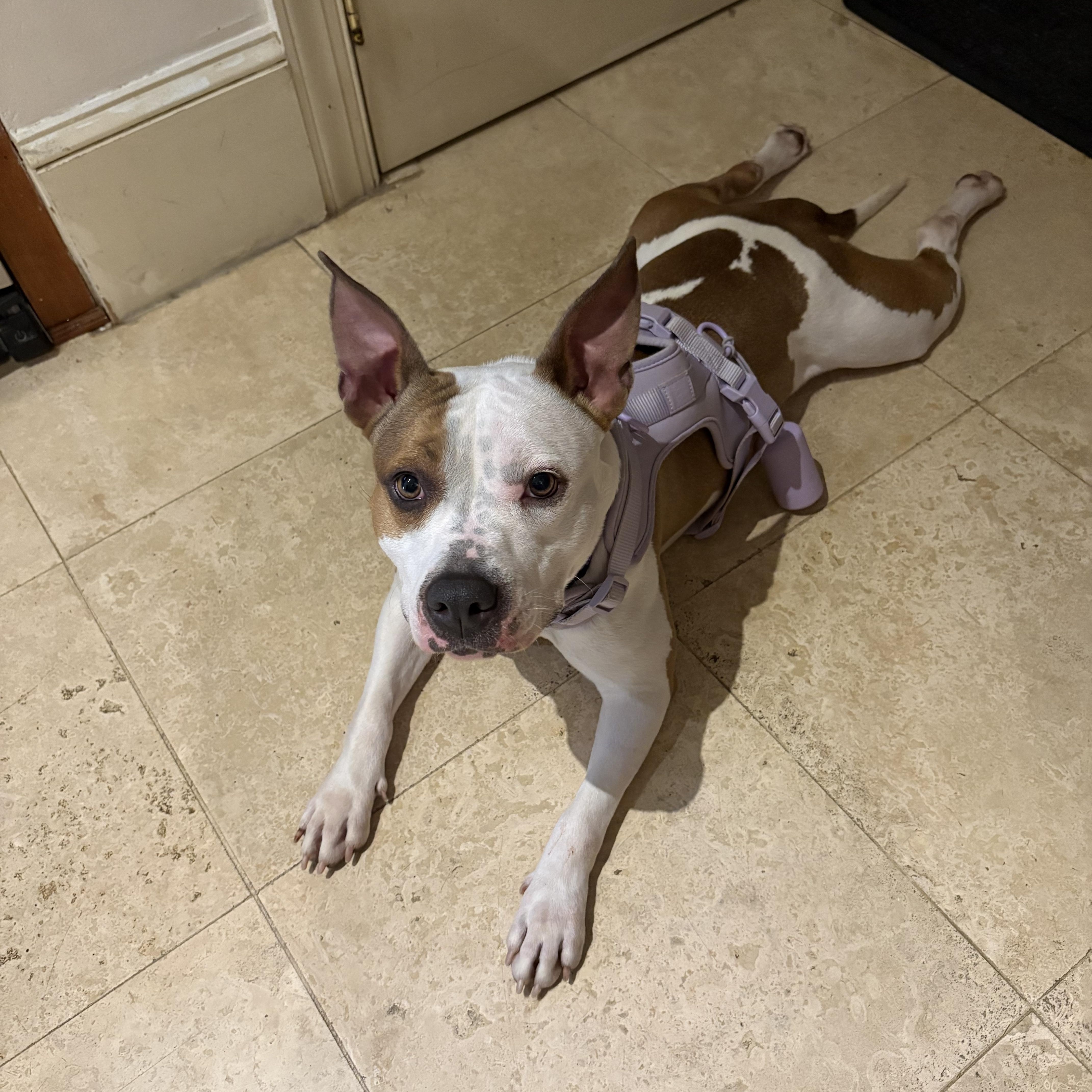 Enlarge Bridget, a Adoptable mixed breed in Cumming, GA image 3/5