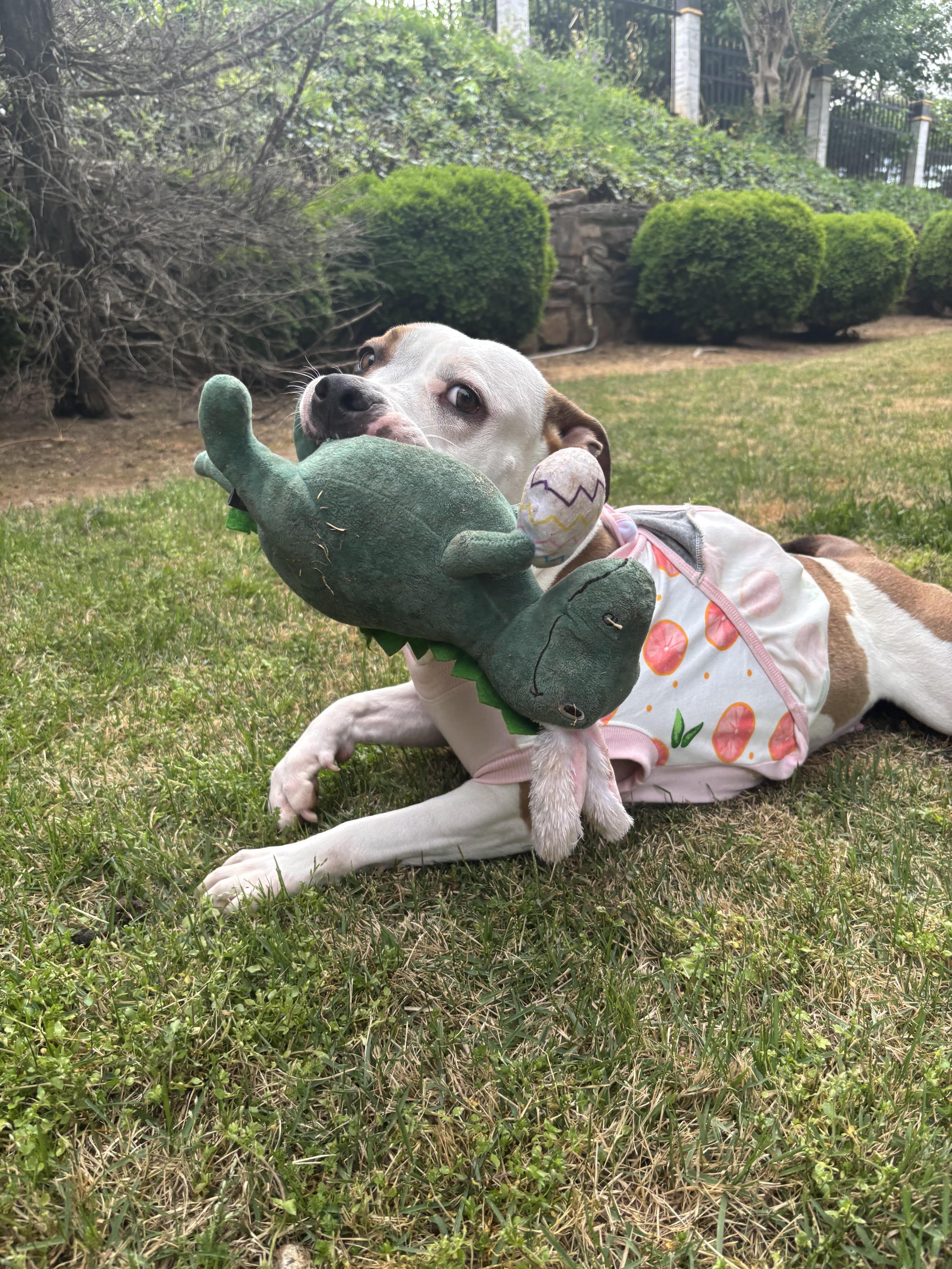 Enlarge Bridget, a Adoptable mixed breed in Cumming, GA image 4/5
