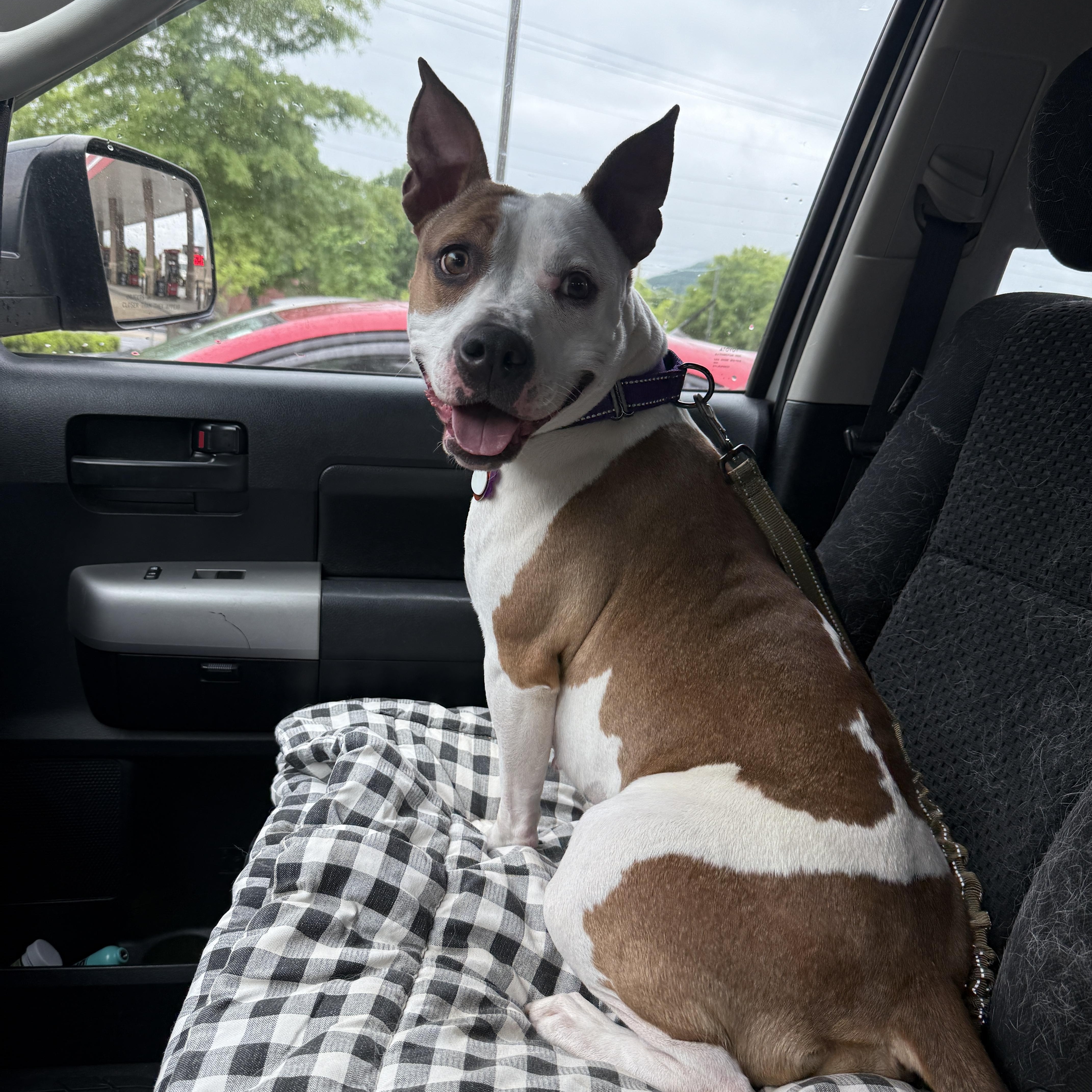 Enlarge Bridget, a Adoptable mixed breed in Cumming, GA image 2/5