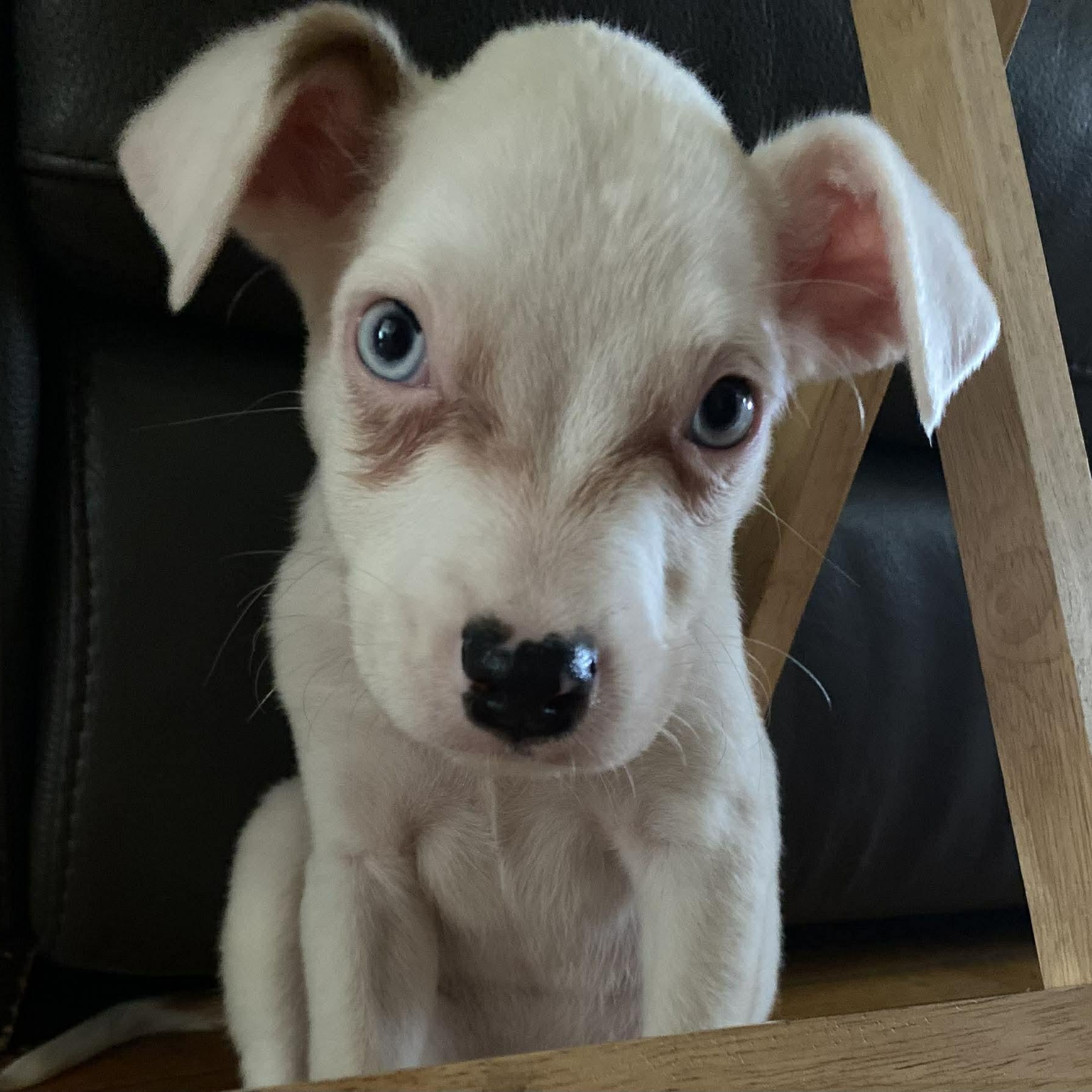 Enlarge Jake, an adopted mixed breed in Rochester, NY image 5/6