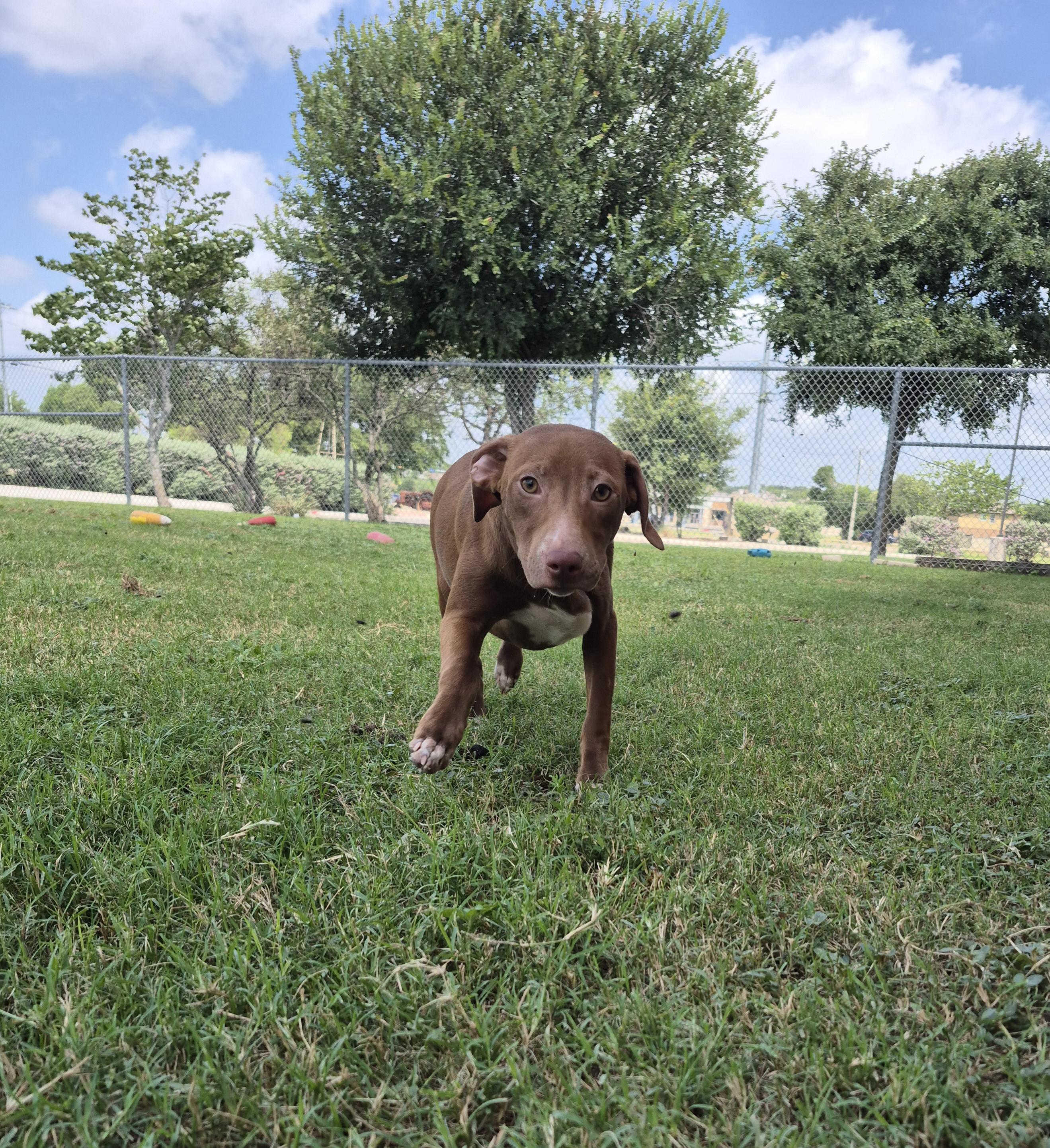 Enlarge Andromeda, a ADOPTABLE Mixed Breed in Schertz, TX image 5/5