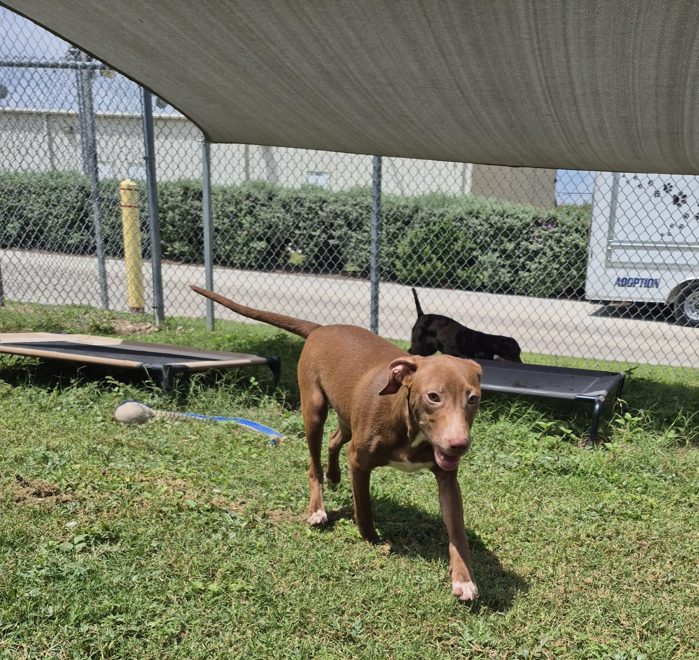 Enlarge Andromeda, a ADOPTABLE Mixed Breed in Schertz, TX image 2/5