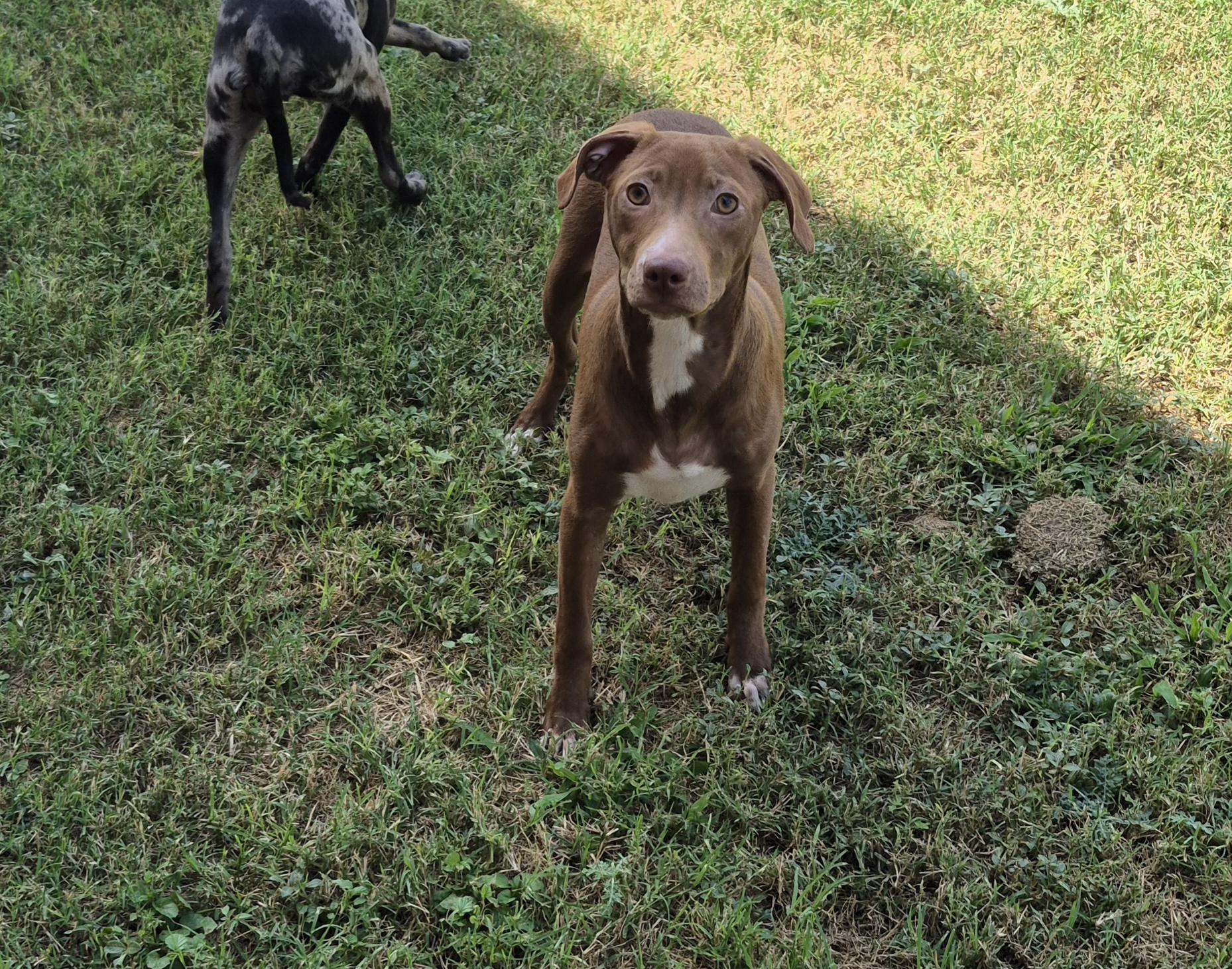 Enlarge Andromeda, a ADOPTABLE Mixed Breed in Schertz, TX image 1/5