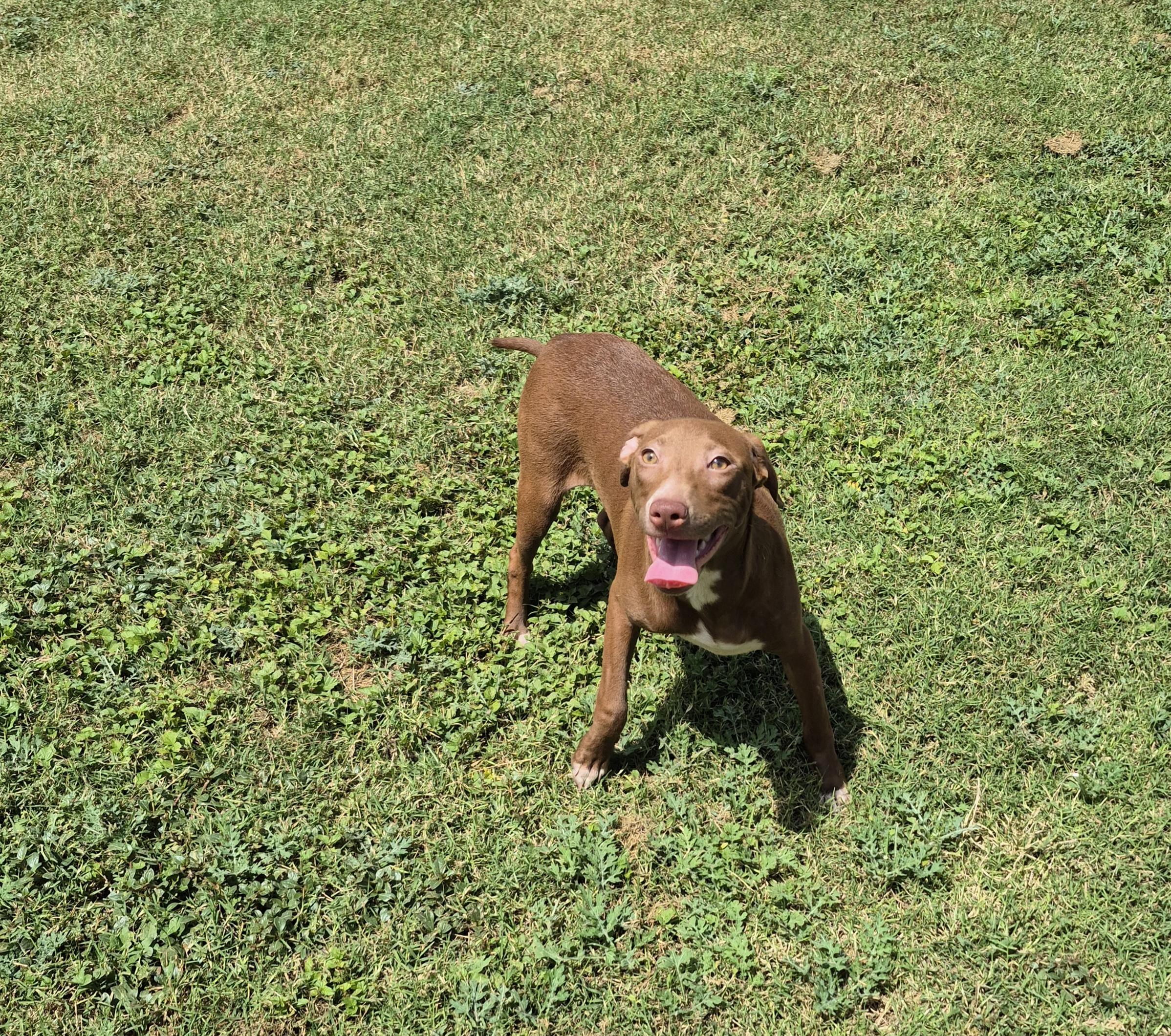 Enlarge Andromeda, a ADOPTABLE Mixed Breed in Schertz, TX image 3/5