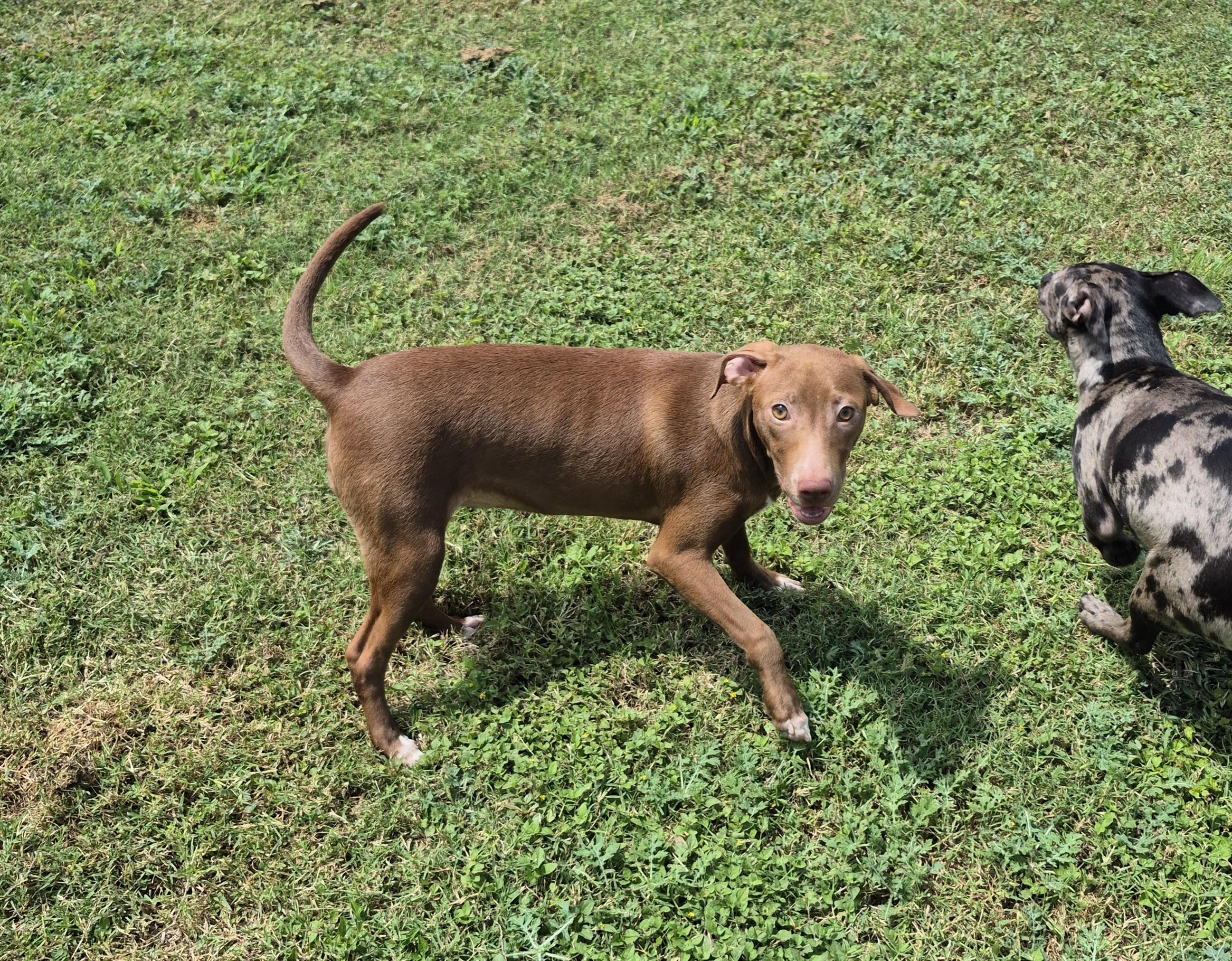Enlarge Andromeda, a ADOPTABLE Mixed Breed in Schertz, TX image 4/5