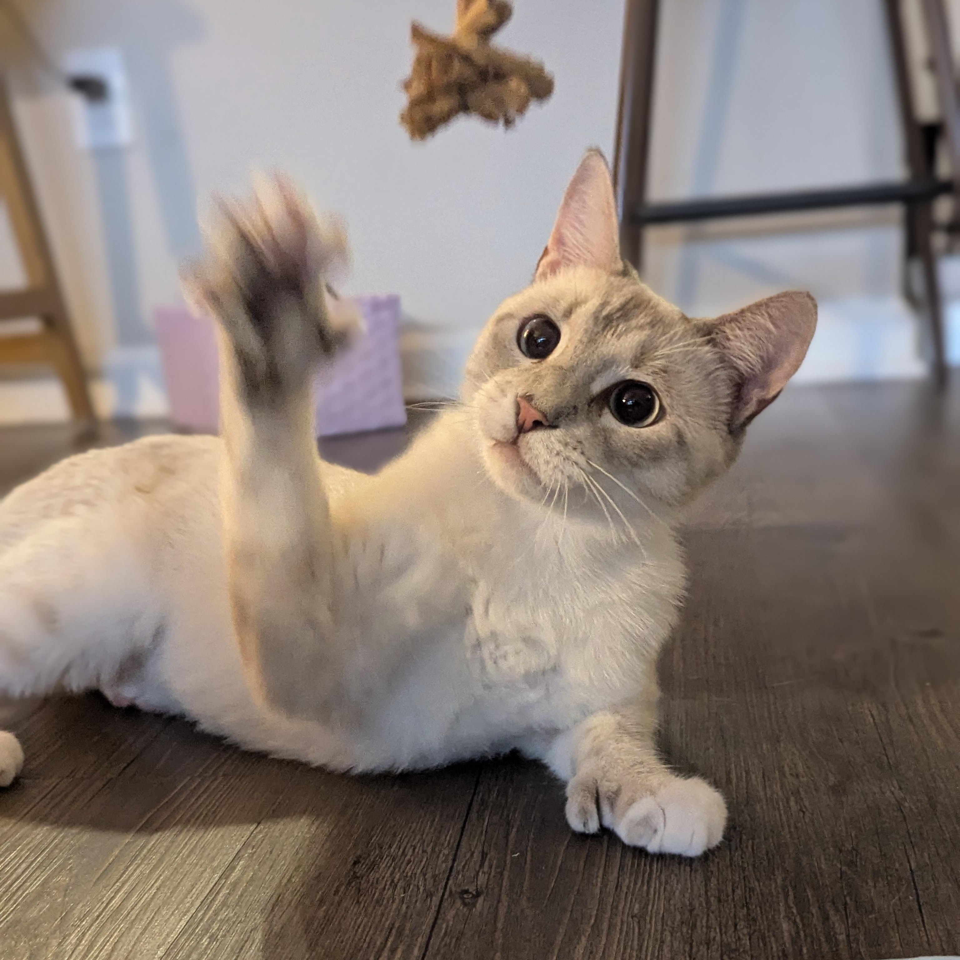 Ernest Hemingway (Extra Toes, Extra Love), an adopted mixed breed in Atlanta, GA image 6/6