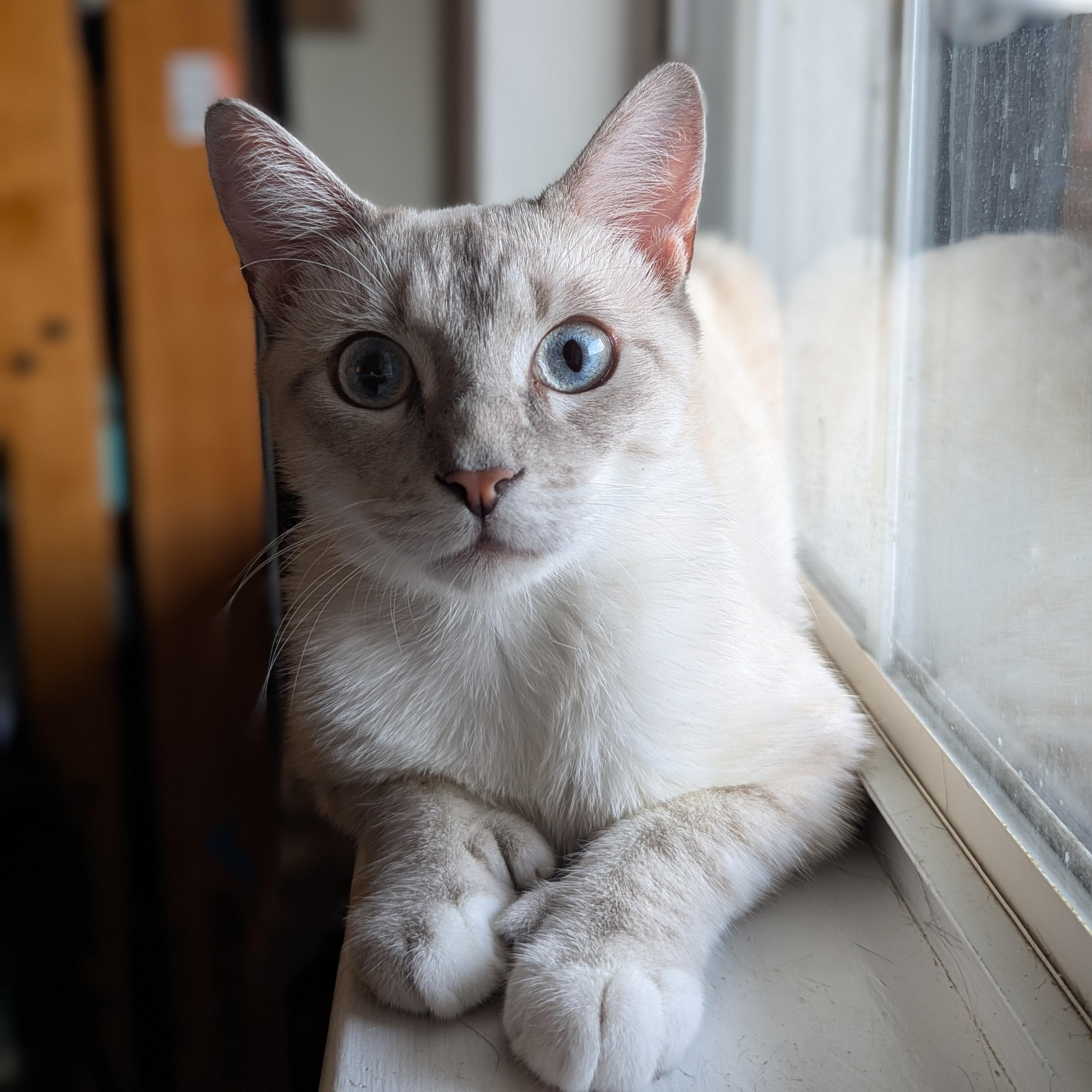 Ernest Hemingway (Extra Toes, Extra Love), adopted, Young Male Extra-Toes Cat / Hemingway Polydactyl & Siamese.