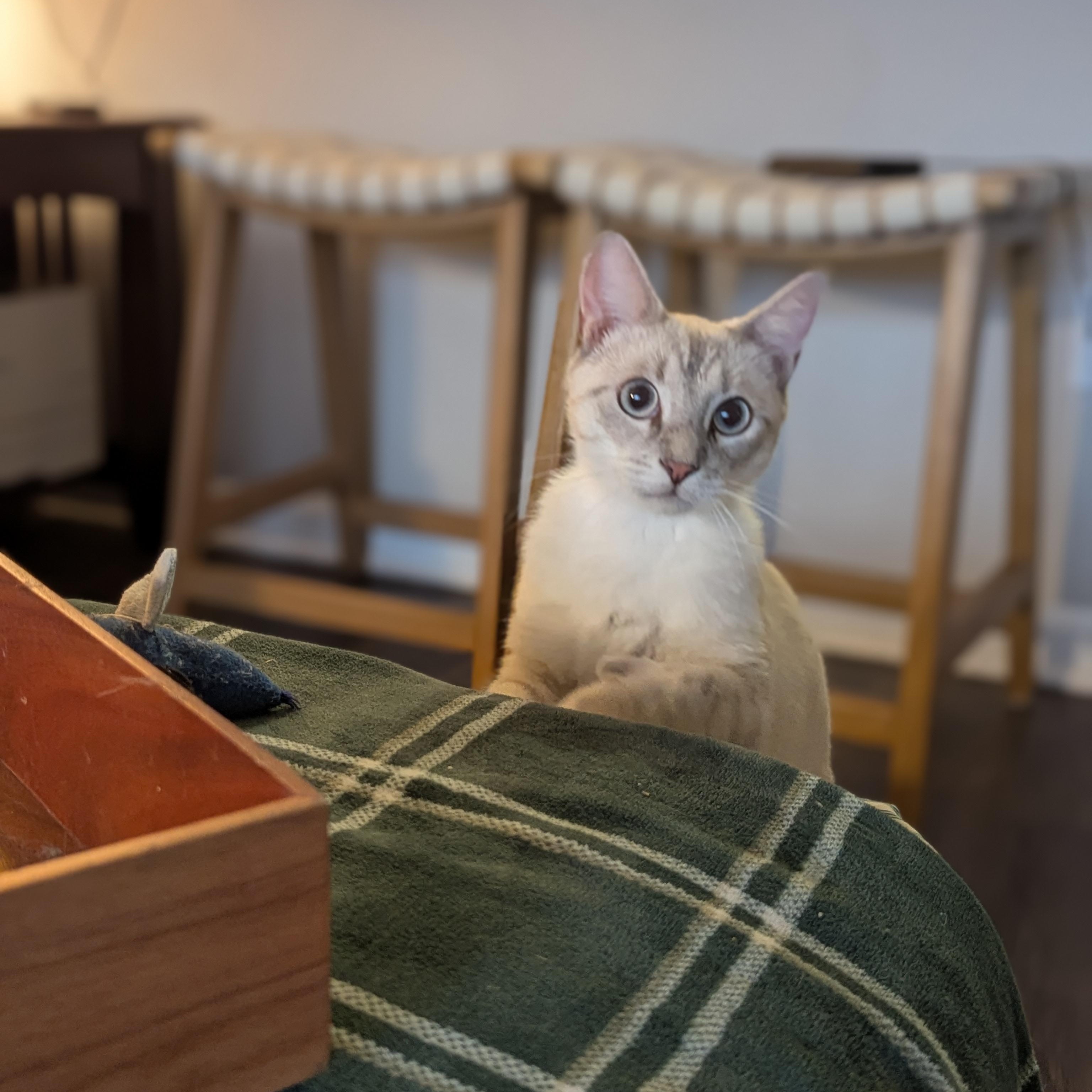 Ernest Hemingway (Extra Toes, Extra Love), an adopted mixed breed in Atlanta, GA image 5/6
