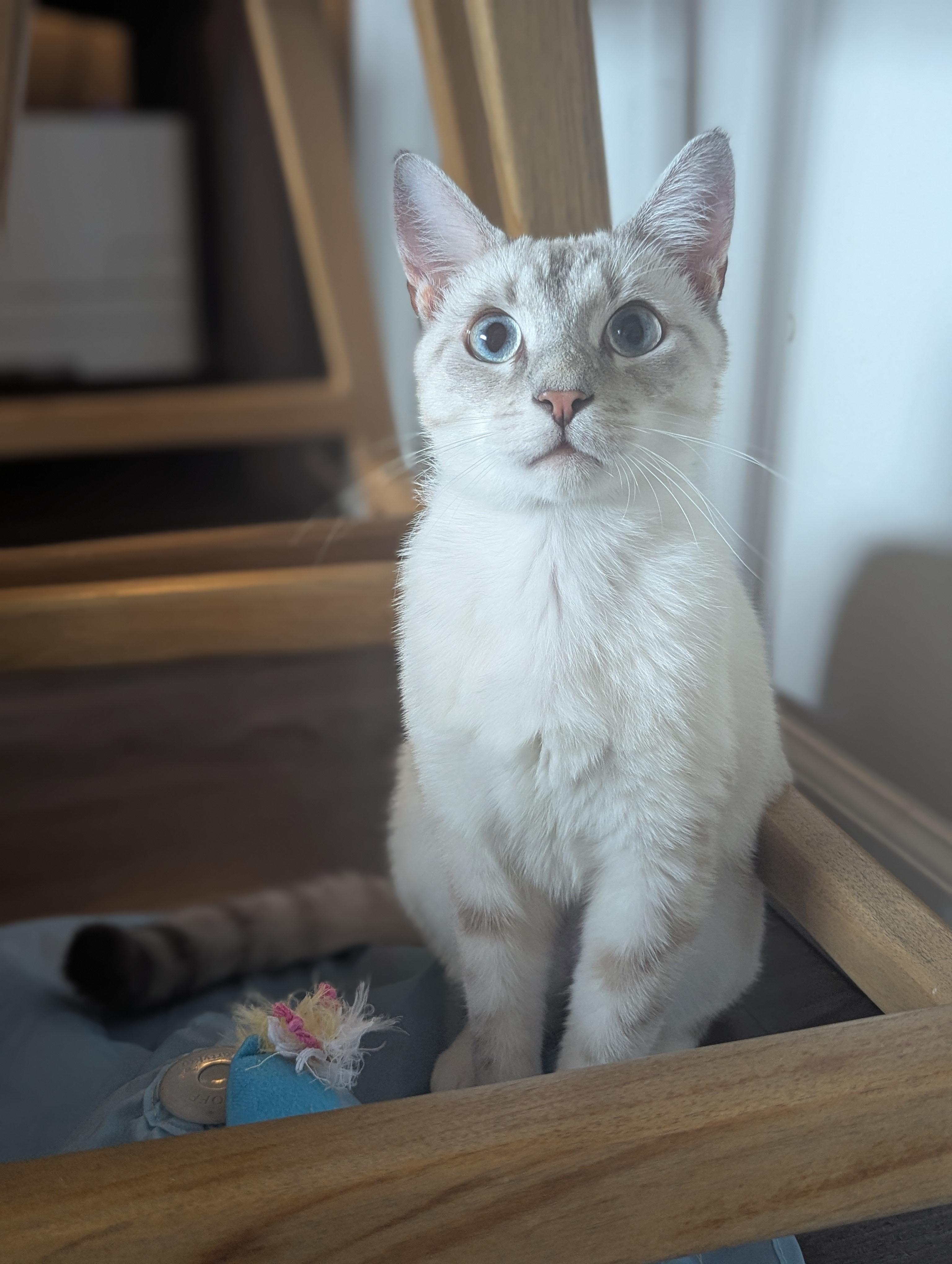 Ernest Hemingway (Extra Toes, Extra Love), an adopted mixed breed in Atlanta, GA image 3/6