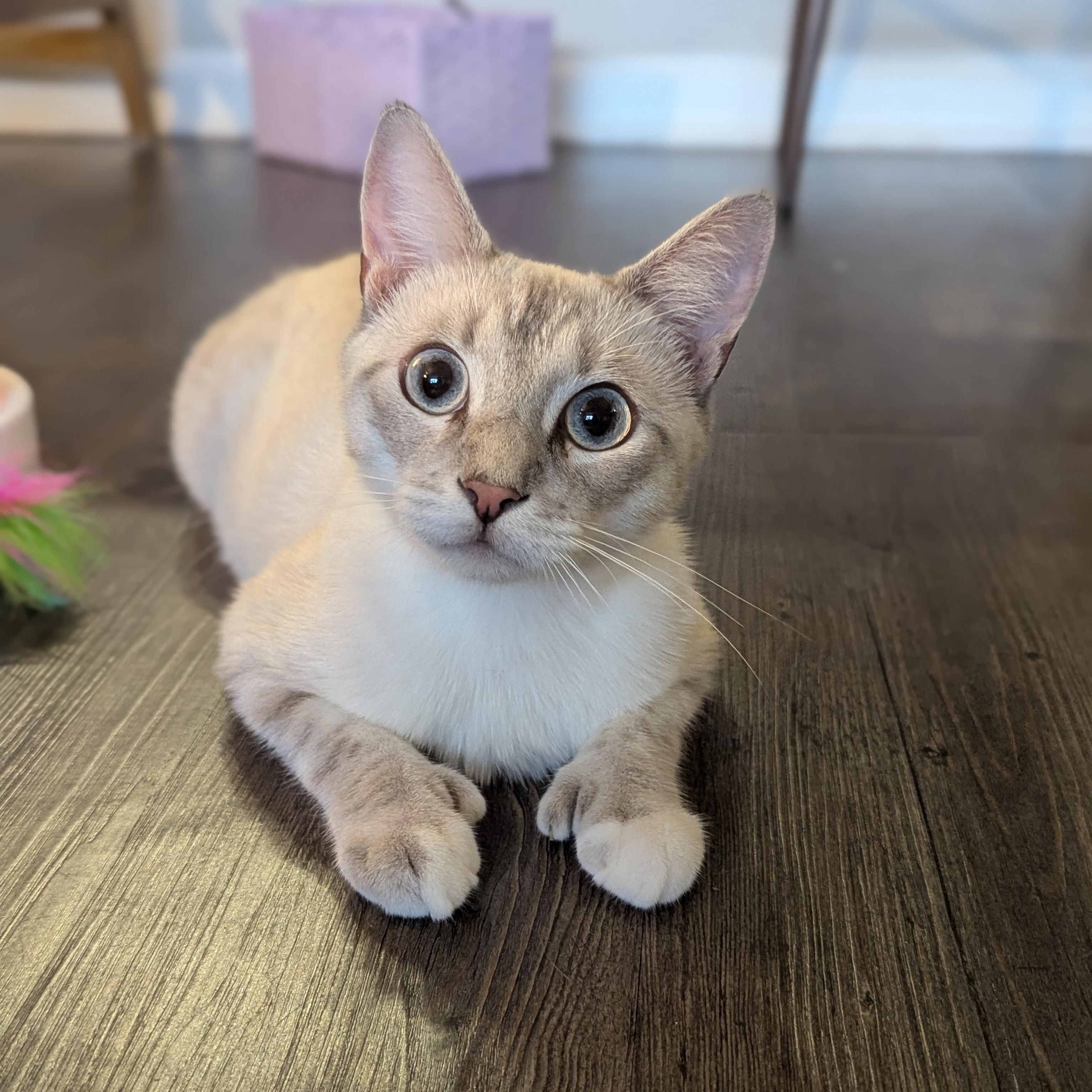 Ernest Hemingway (Extra Toes, Extra Love), an adopted mixed breed in Atlanta, GA image 4/6