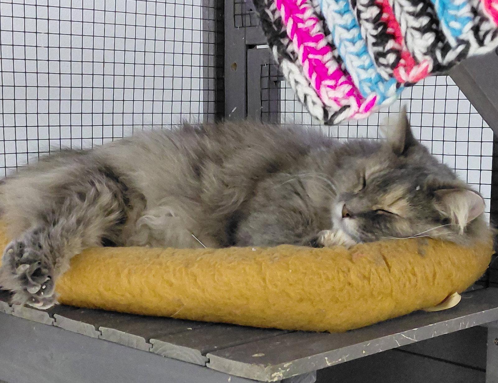 Lucille @ The Cat's Brew, Adopted, Adult Female Domestic Medium Hair & Dilute Calico.