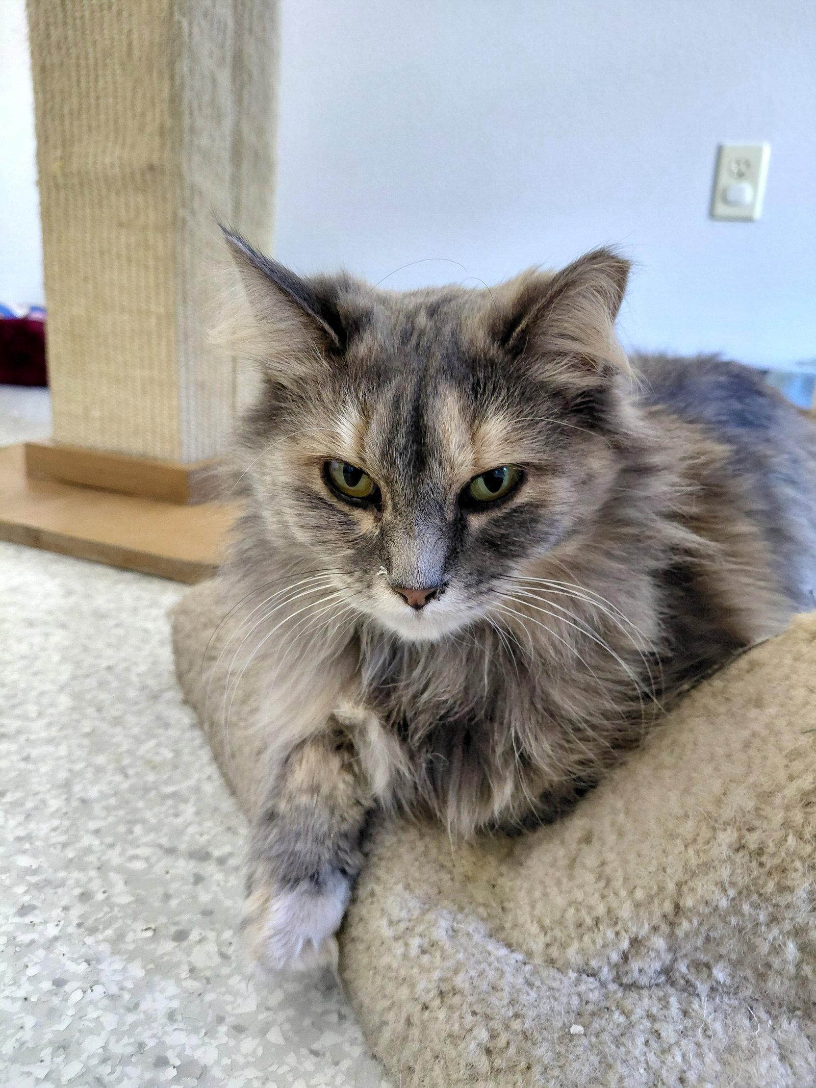 Enlarge Lucille @ The Cat's Brew, a Adopted mixed breed in Montello, WI image 2/3