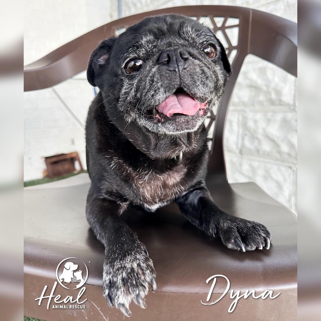 Dyna, Adoptable, Senior Female Pug.