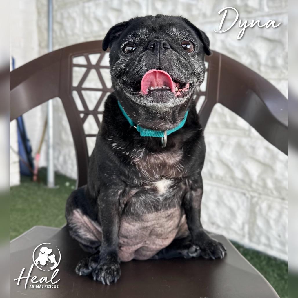 Enlarge Dyna, a Adoptable Pug in Youngwood, PA image 2/2