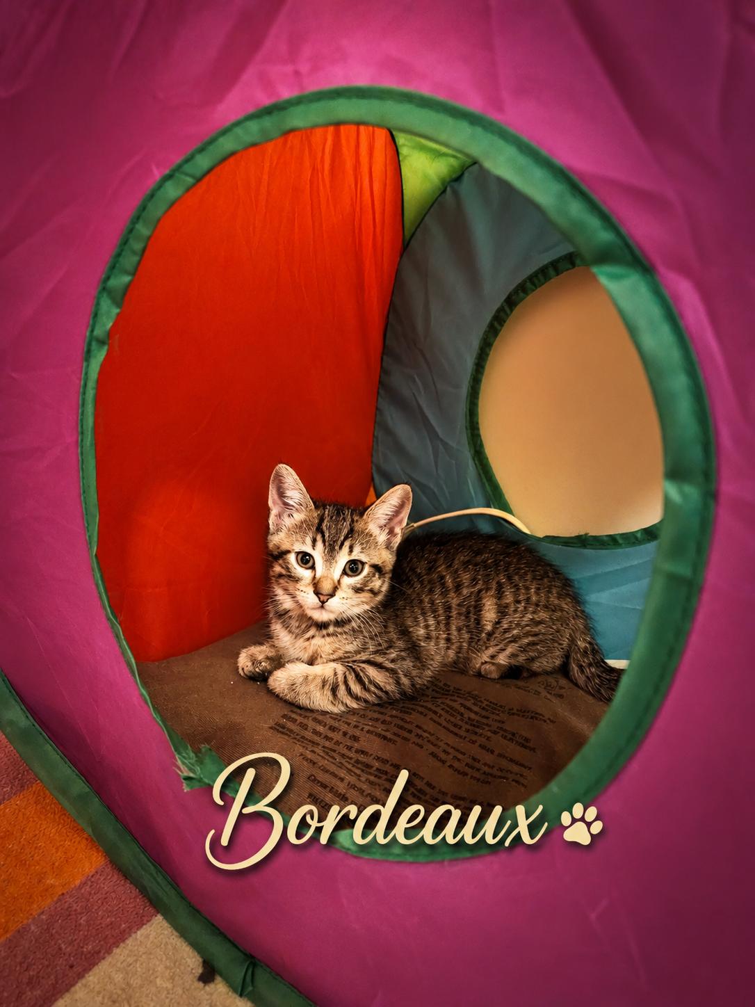 Enlarge Ready Now-Bordeaux-Playful & Adorable, an adopted Domestic Short Hair in Laurel, MD image 4/5
