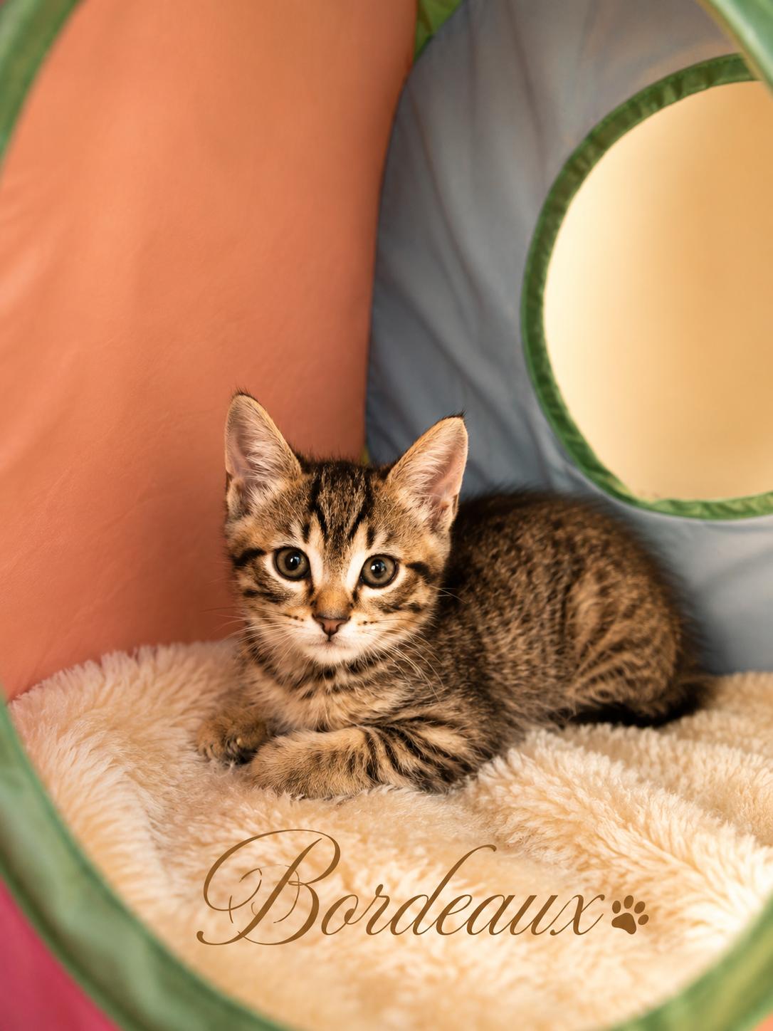 Coming Soon-Bordeaux-Playful & Adorable, Adoptable, Kitten Male Domestic Short Hair.