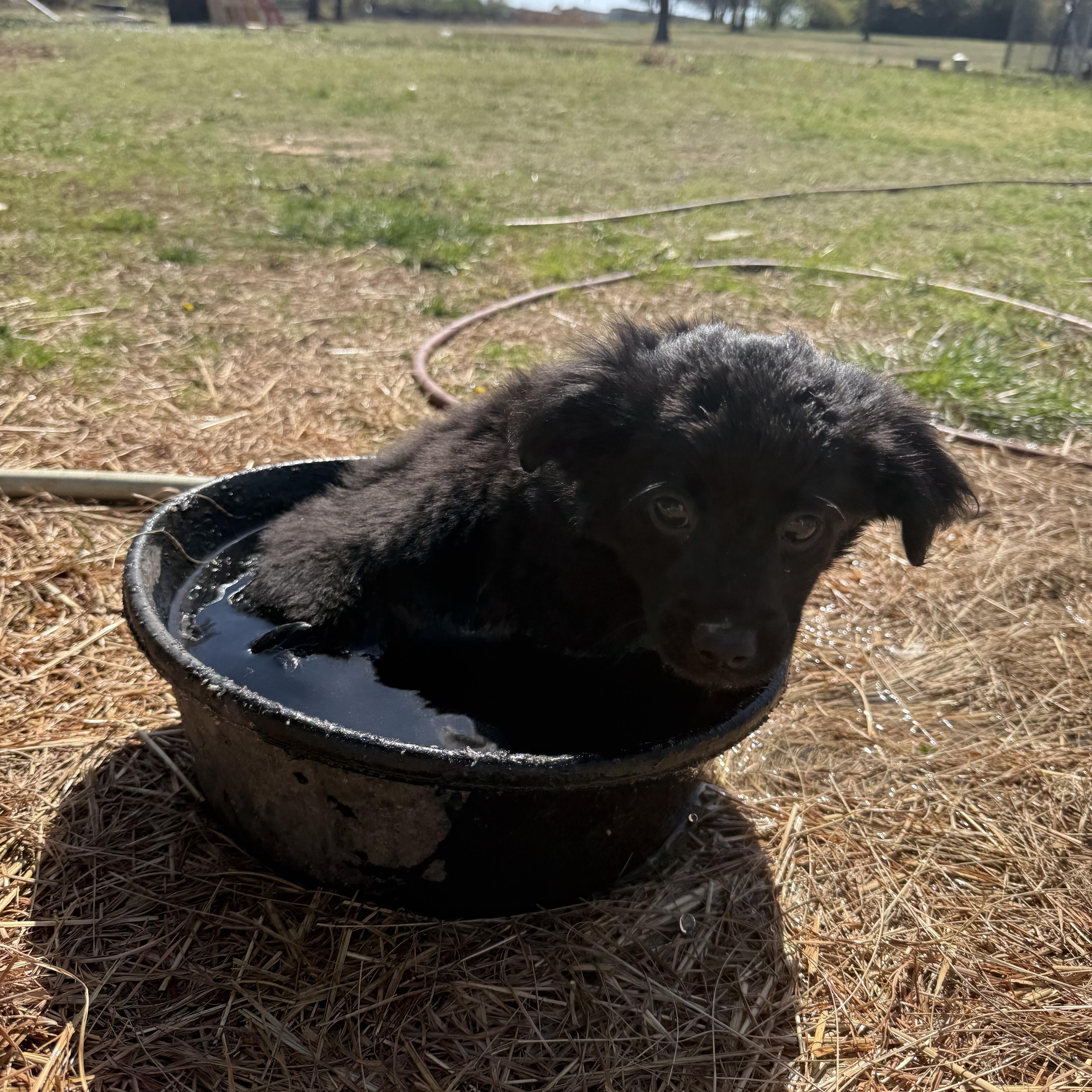 Enlarge Juno, a Adopted Chiweenie in Harrah, OK image 1/1