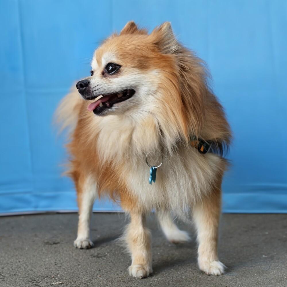 Wigglesworth, Adoptable, Senior Male Pomeranian.