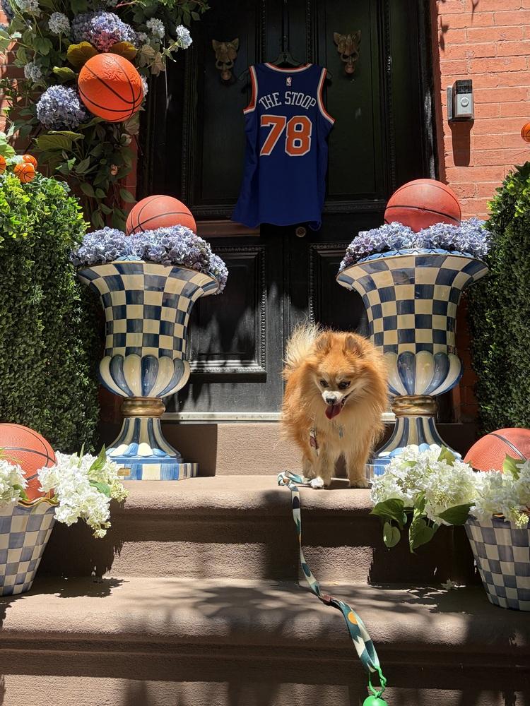 Enlarge Wigglesworth, a Adoptable mixed breed in New York, NY image 5/6