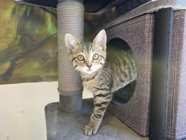 HONEY, Adoptable, Kitten Male Domestic Short Hair.