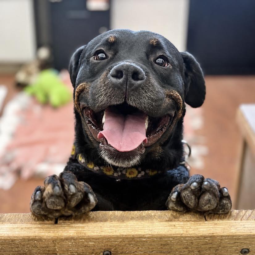 Pixie, Adoptable, Adult Female Black Labrador Retriever & Rottweiler.