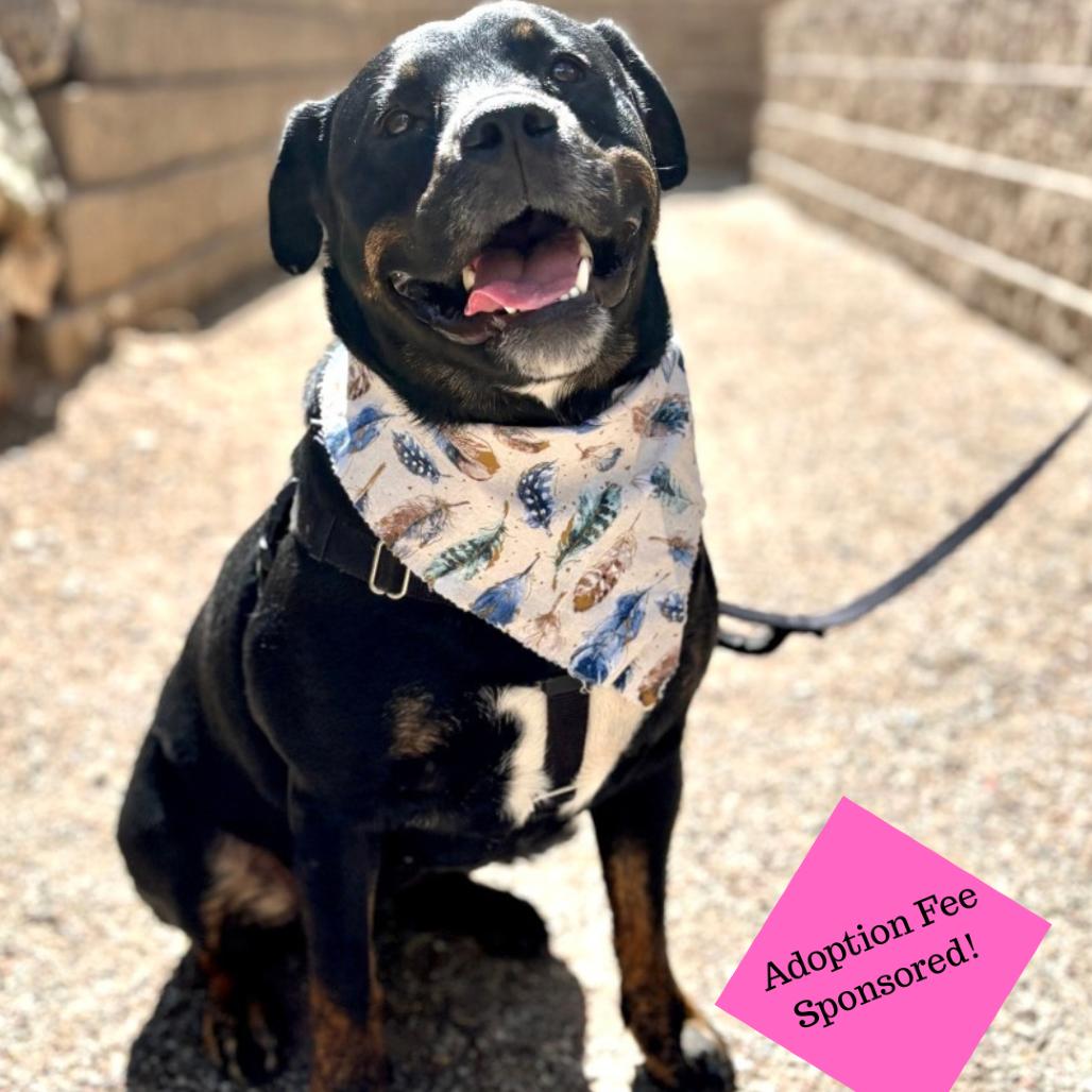 Enlarge Pixie, a Adoptable mixed breed in Glenwood Springs, CO image 2/6
