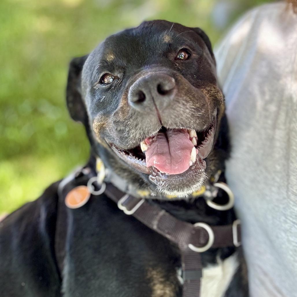 Pixie, Adoptable, Adult Female Black Labrador Retriever & Rottweiler.