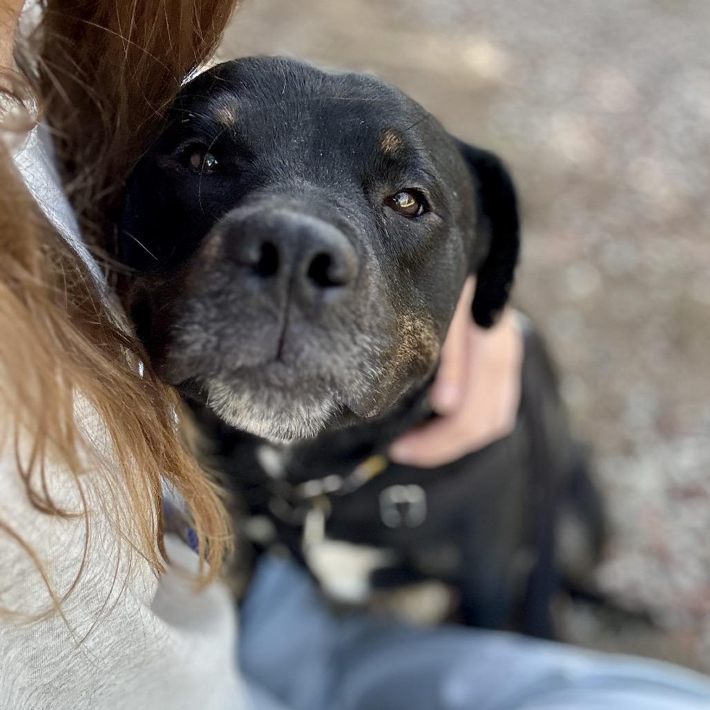 Enlarge Pixie, a Adoptable mixed breed in Glenwood Springs, CO image 3/6