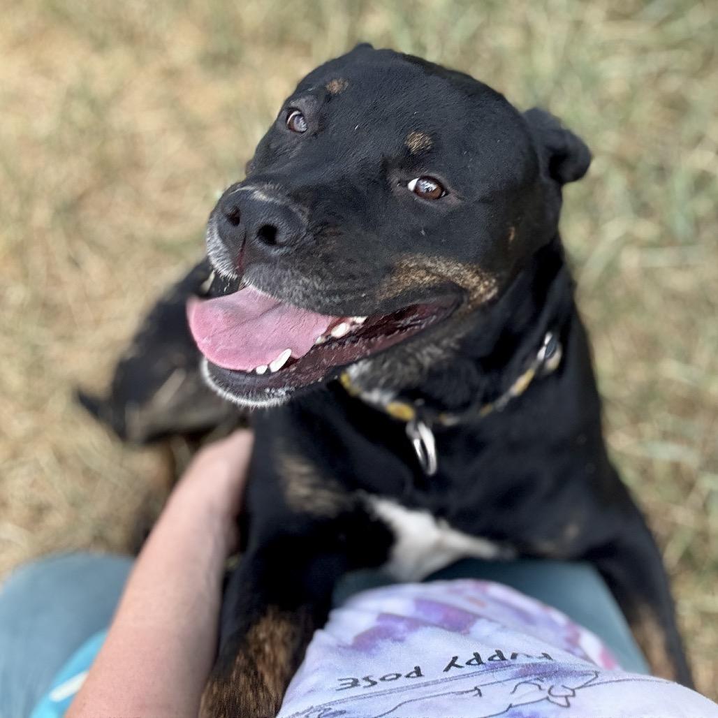 Pixie, a Adoptable mixed breed in Glenwood Springs, CO image 4/6