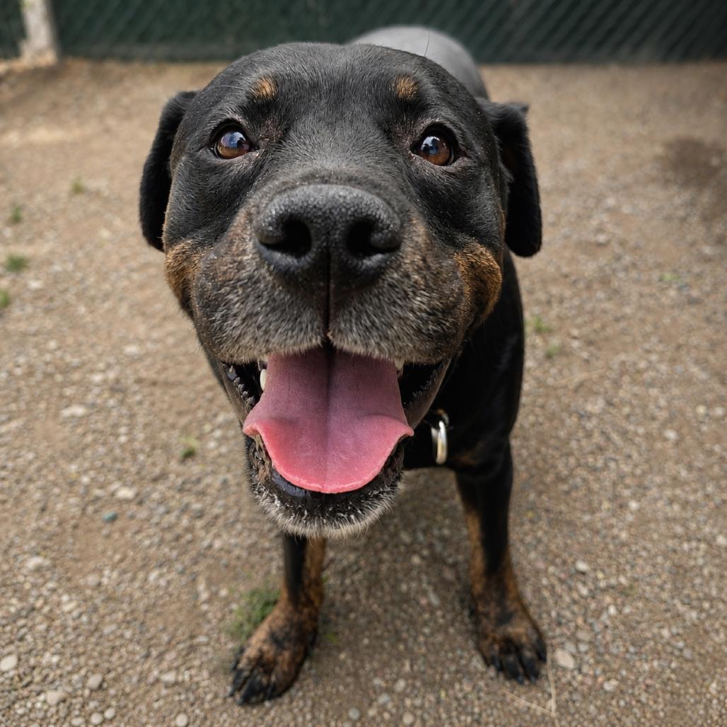 Enlarge Pixie, a Adoptable mixed breed in Glenwood Springs, CO image 4/6