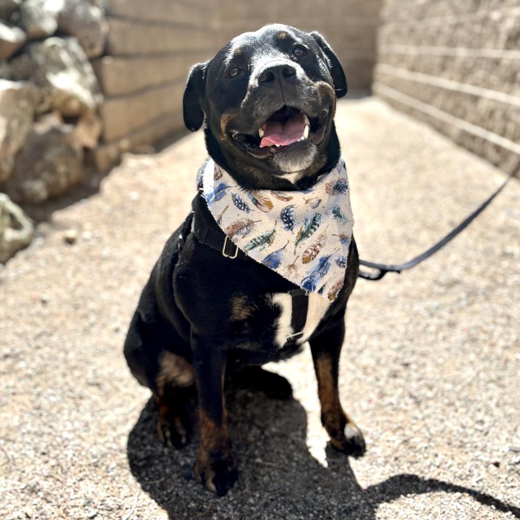 Enlarge Pixie, a Adoptable mixed breed in Glenwood Springs, CO image 6/6