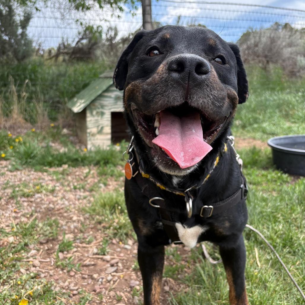 Enlarge Pixie, a Adoptable mixed breed in Glenwood Springs, CO image 6/6