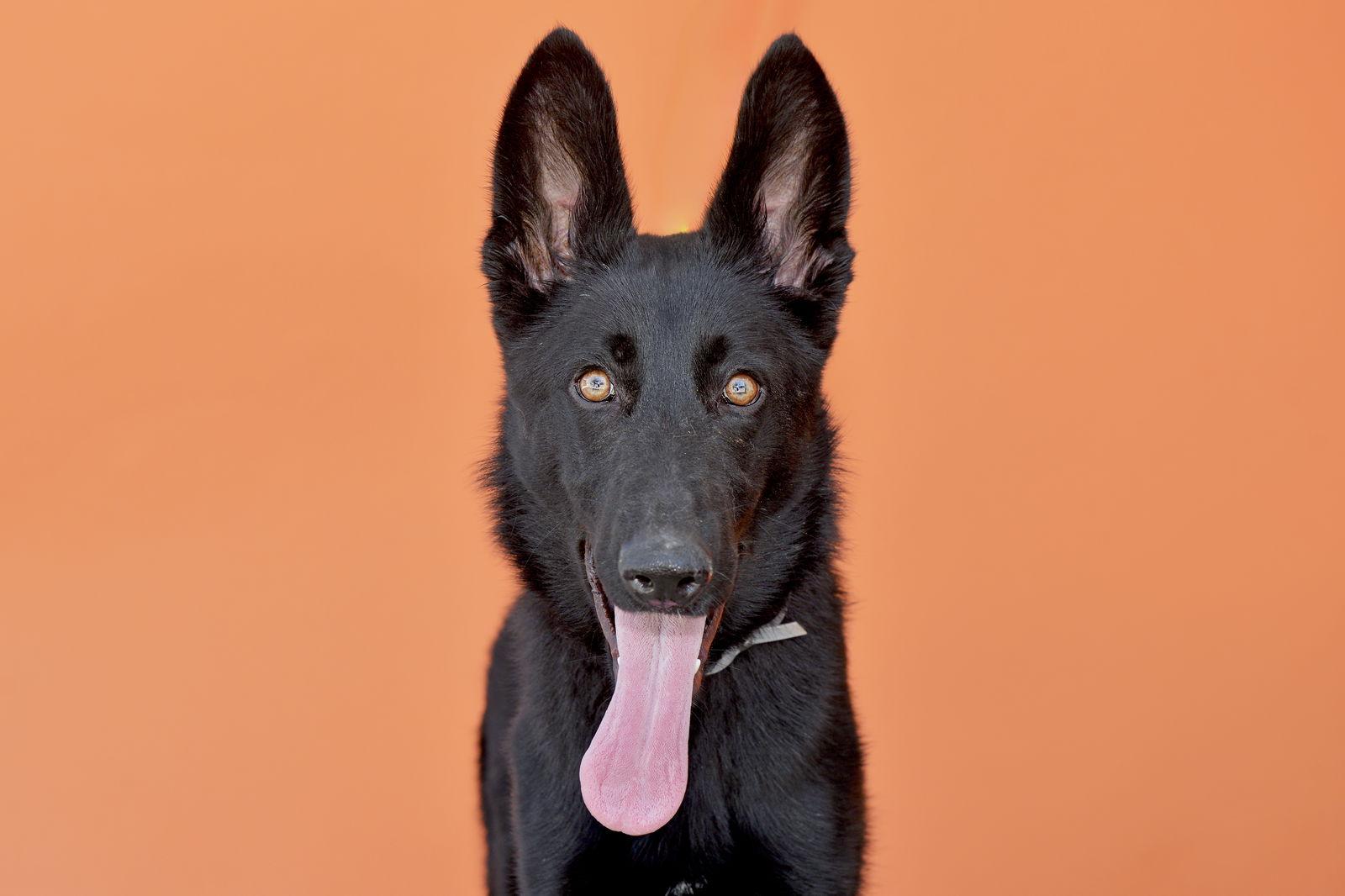 AZULA, a Adoptable German Shepherd Dog in Pasadena, CA image 1/2